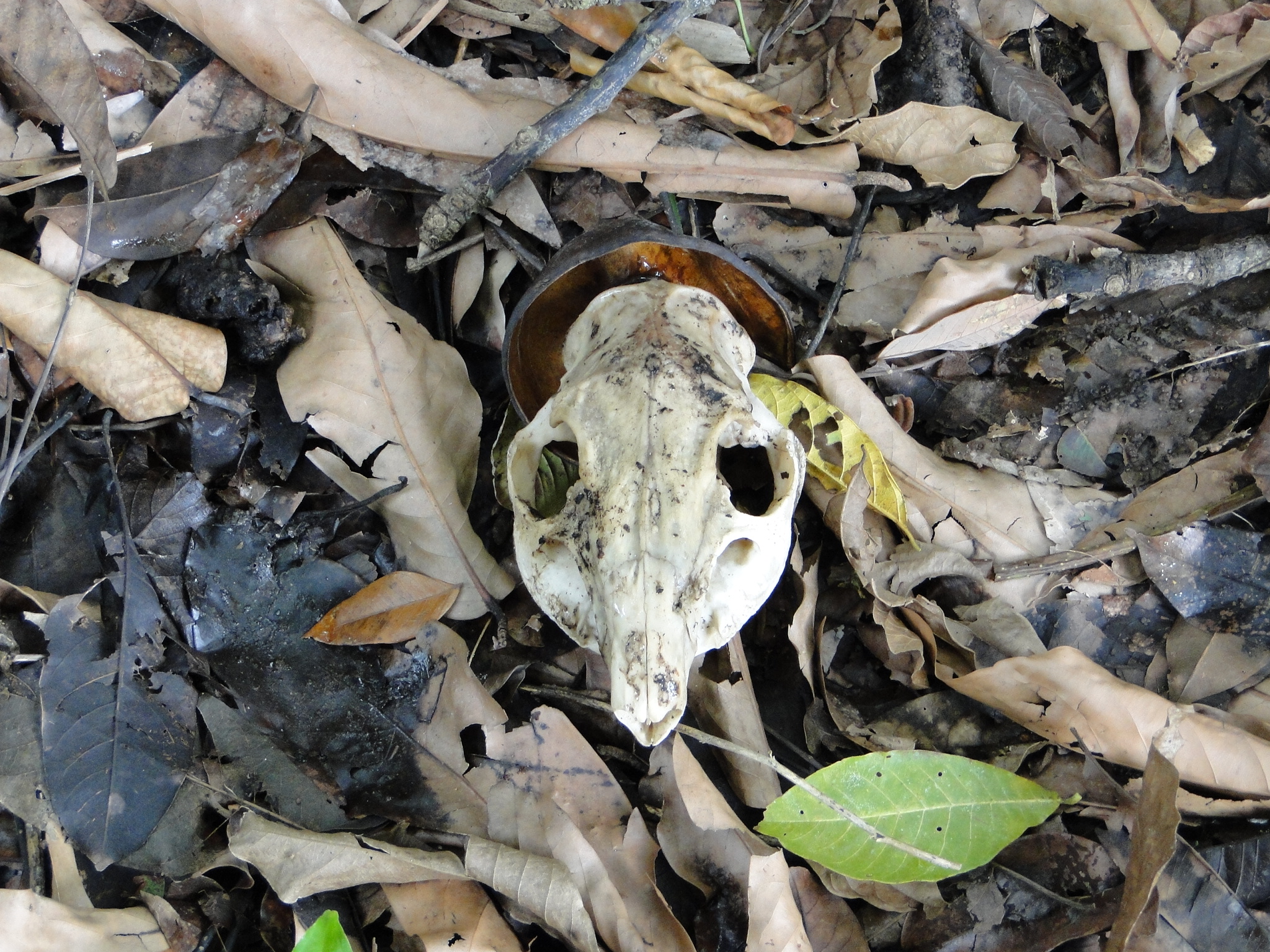 The skull of an Agouti.