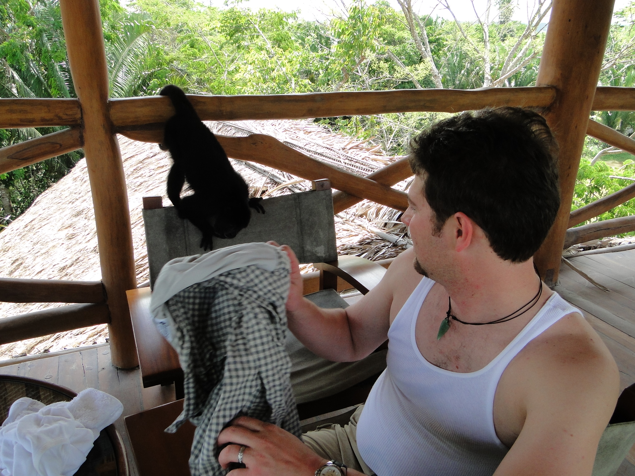 A female Howler Monkey trying to steal my shirt.