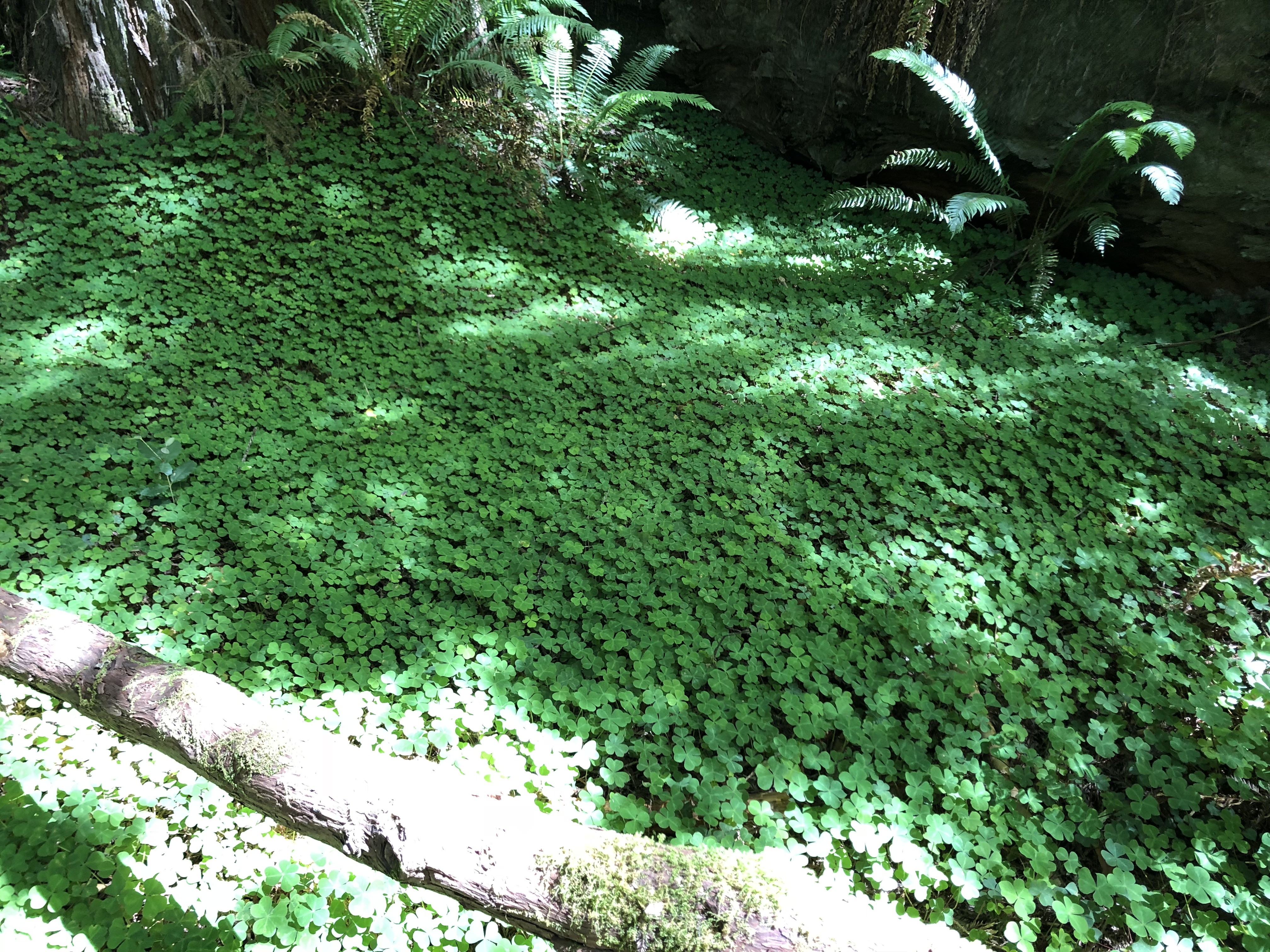 A large, beautiful field of clovers in the Redwoods