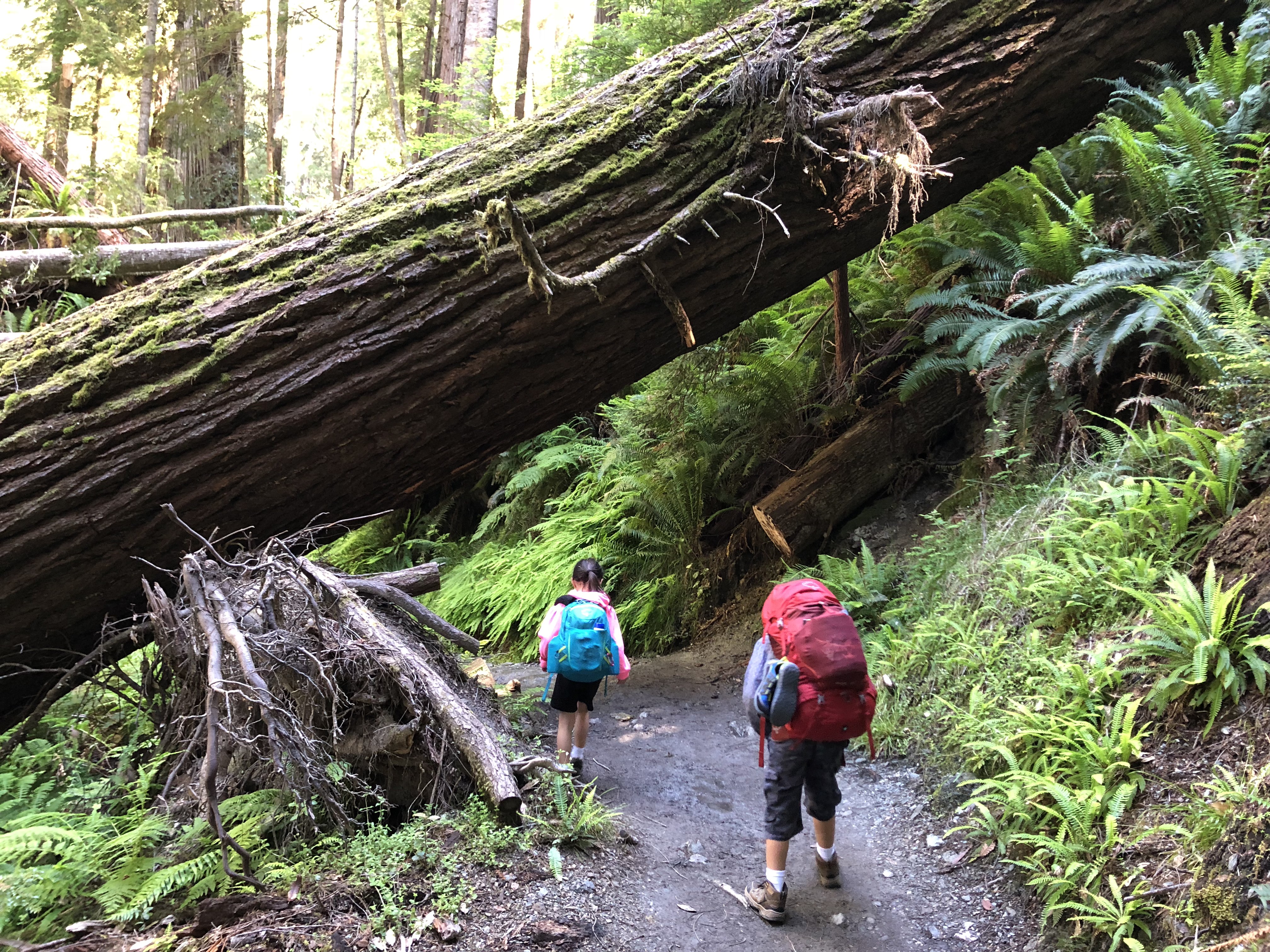 My kids walking through a trail cut in a gigantic Redwood Tree.