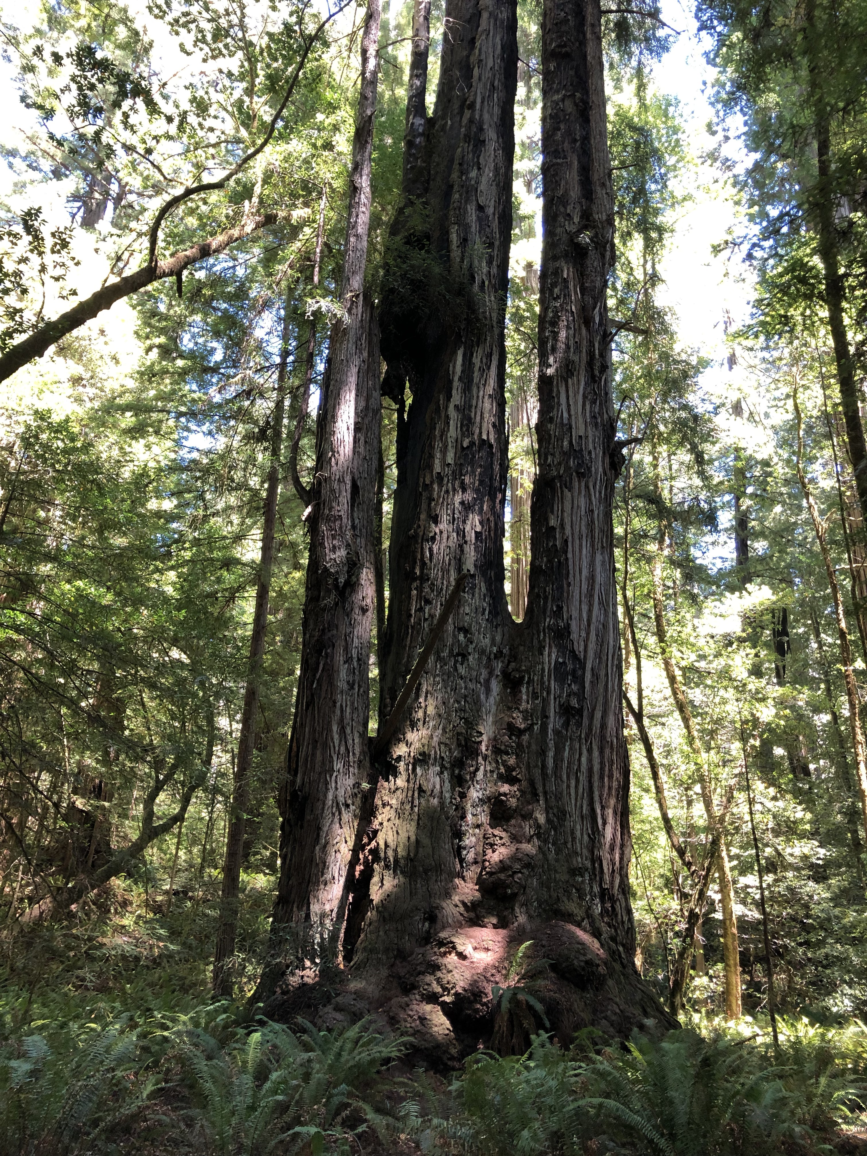 Very large Redwood trees in Redwood National Park.