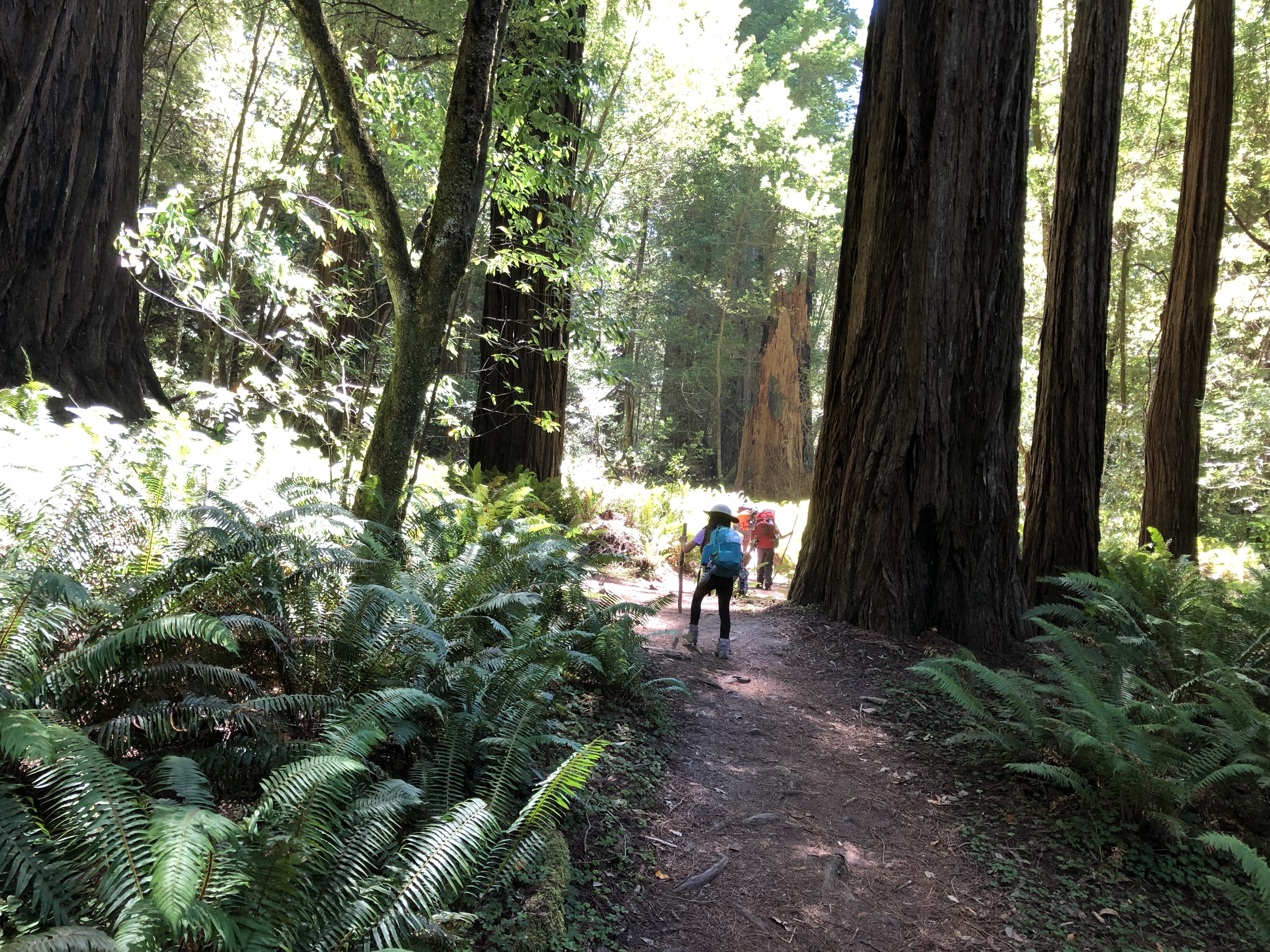 My kids hiking through the Redwoods