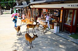 Nara Park
