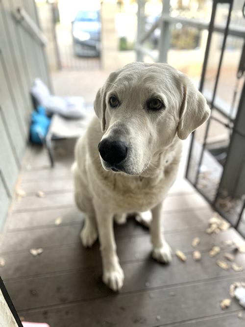 A great pyrenees dog