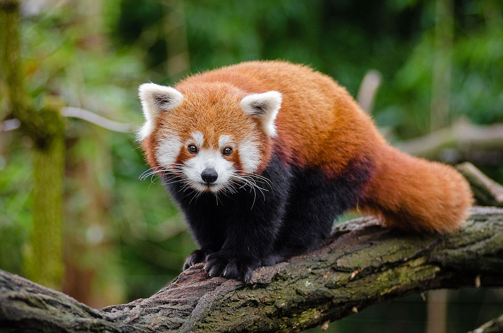 red panda