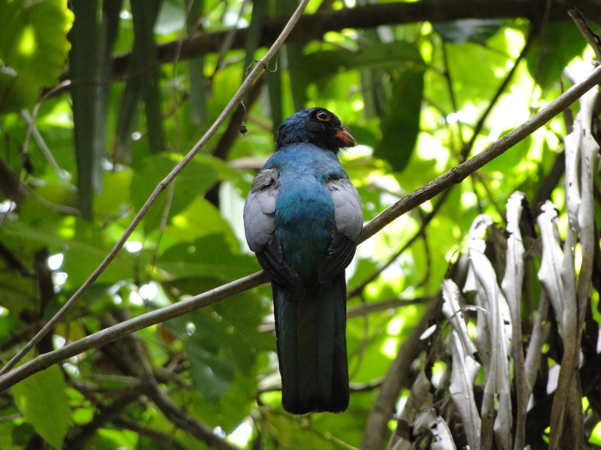 View of a Gartered Trogon from the back.