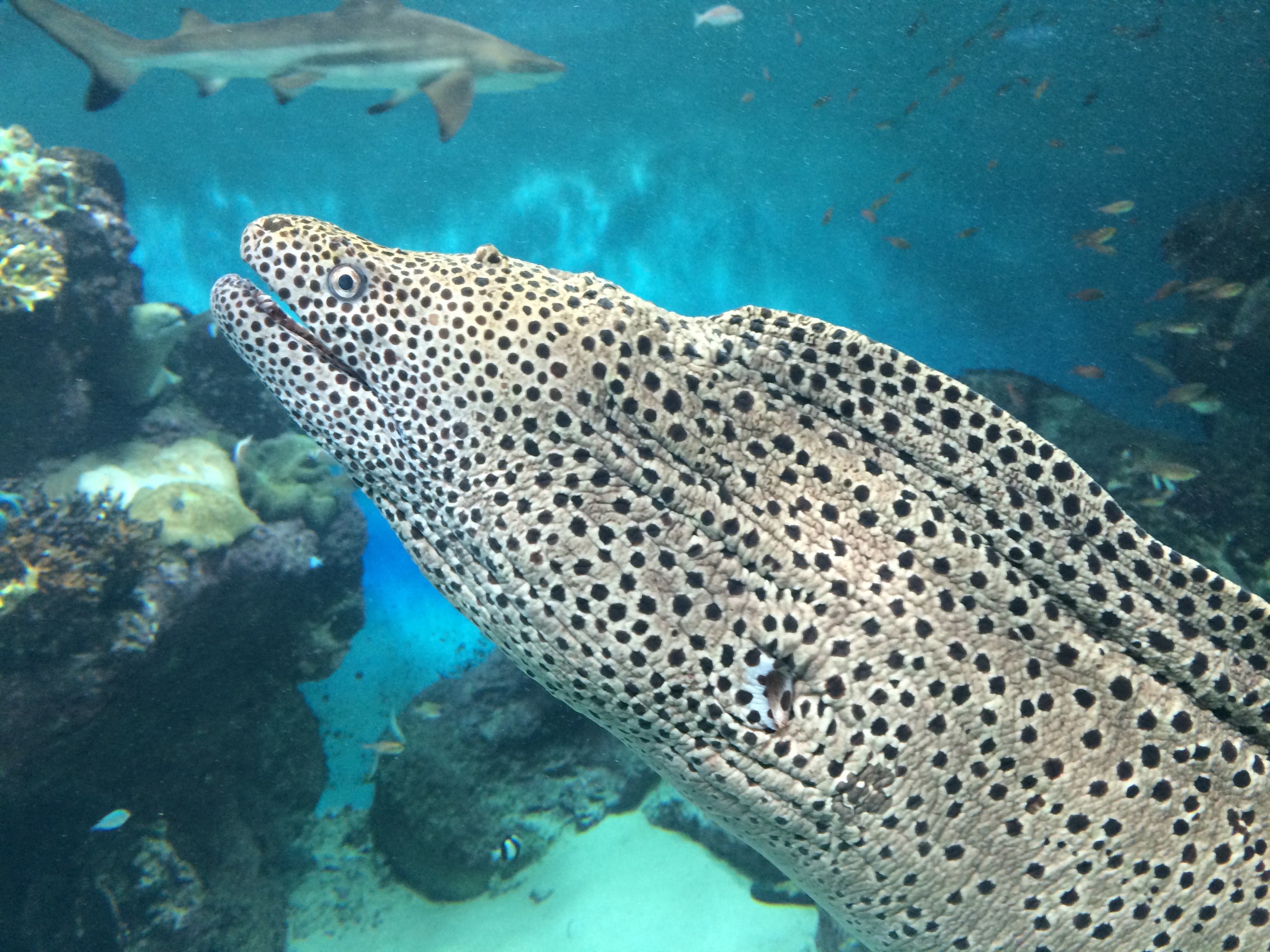 Moray Eel