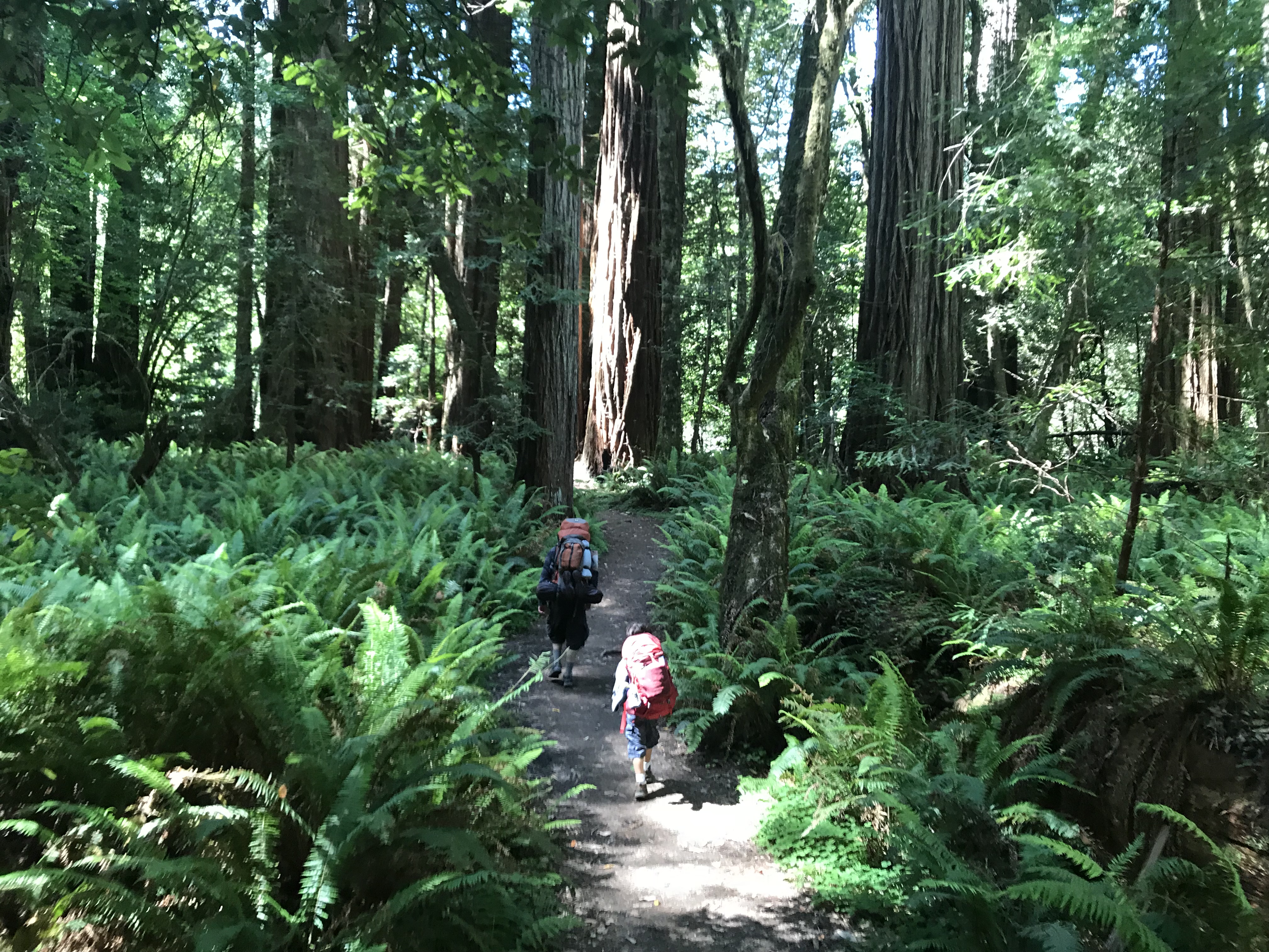 My son and I hiking through a giant field of ferns in the Redwoods.