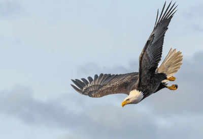 Bald Eagle in flight