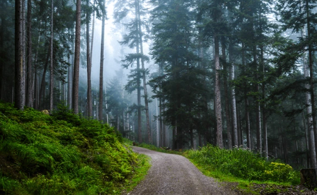 Misty morning in a redwood forest