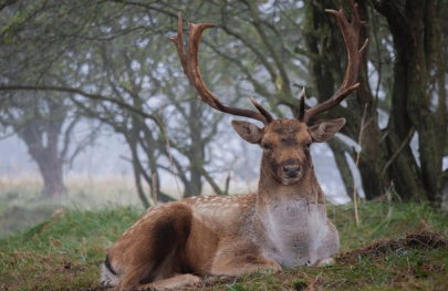 Deer in a misty forest