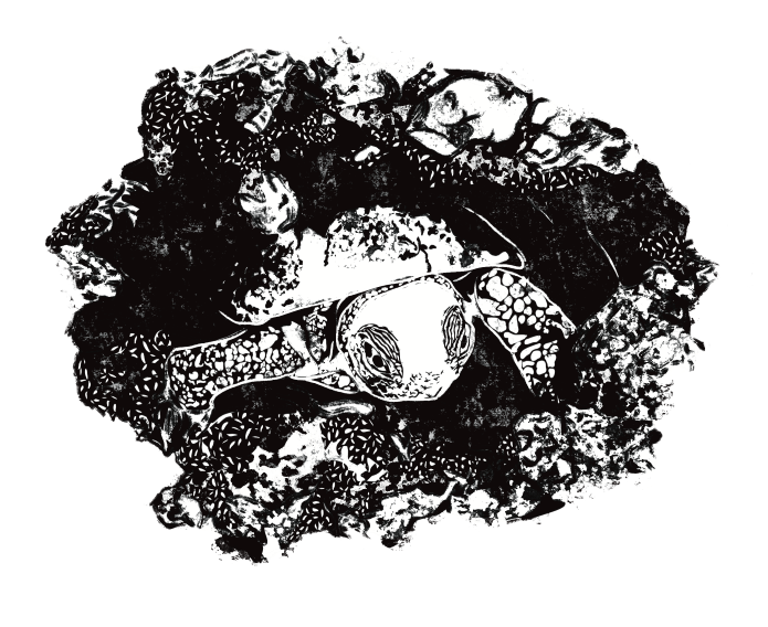 drawing of turtle hatchling emerging from nest