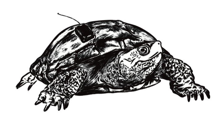 drawing of turtle with tracking device