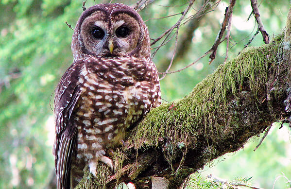 spottedowl