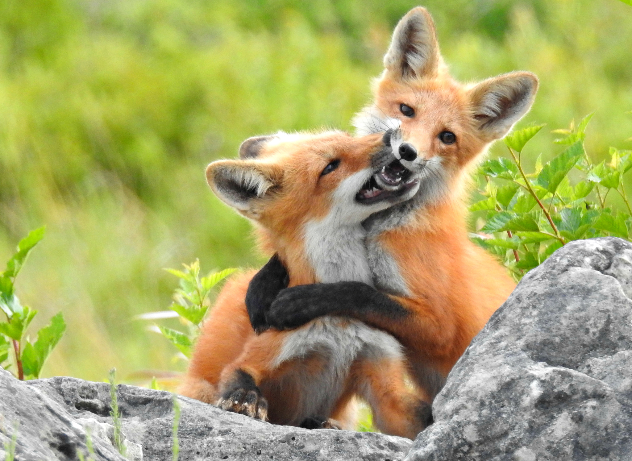 Red Foxes playing