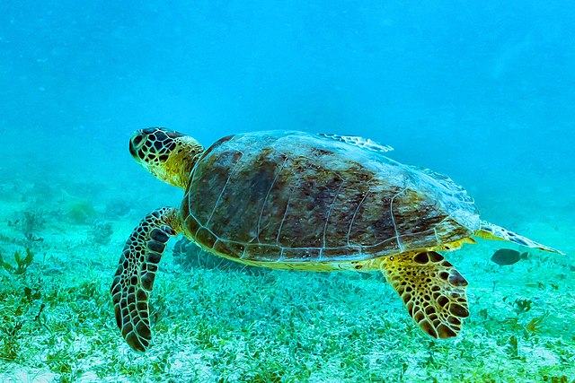 a sea turtle
