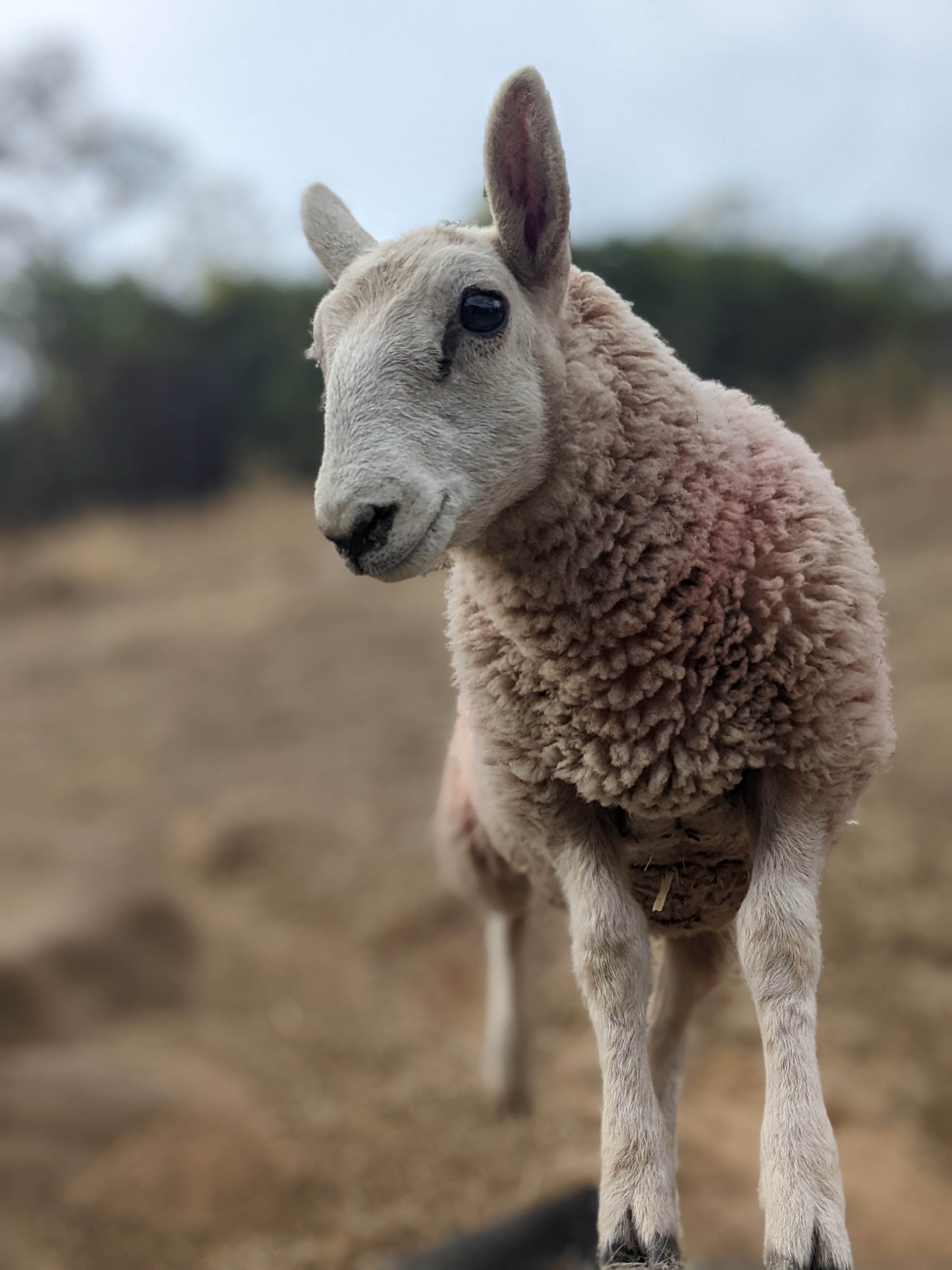 a sheep named Lucille