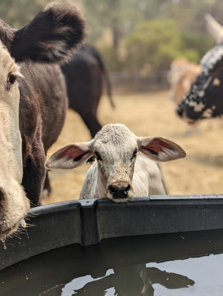 photo of a baby calf