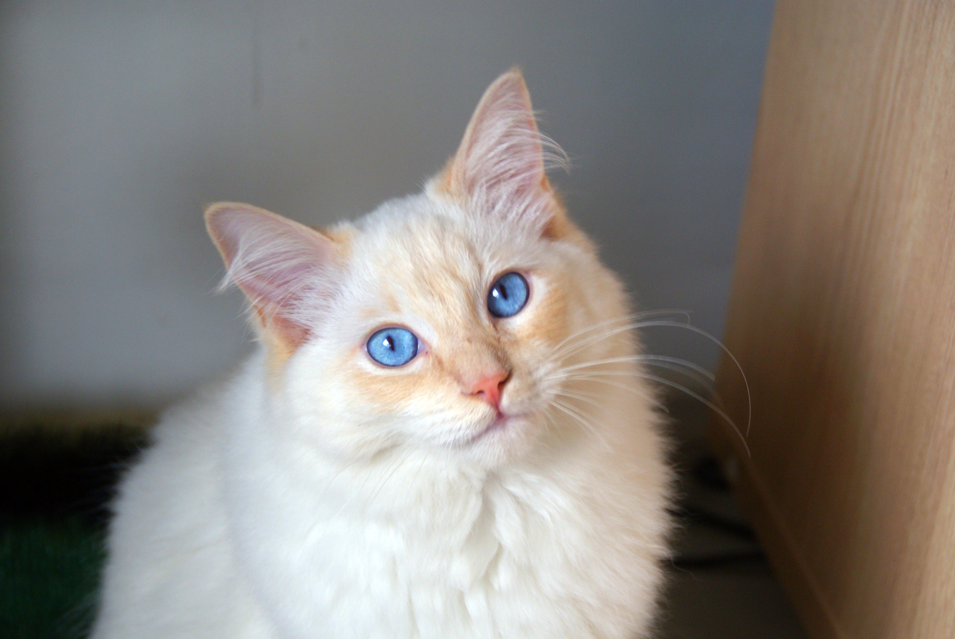 Ragdoll cat