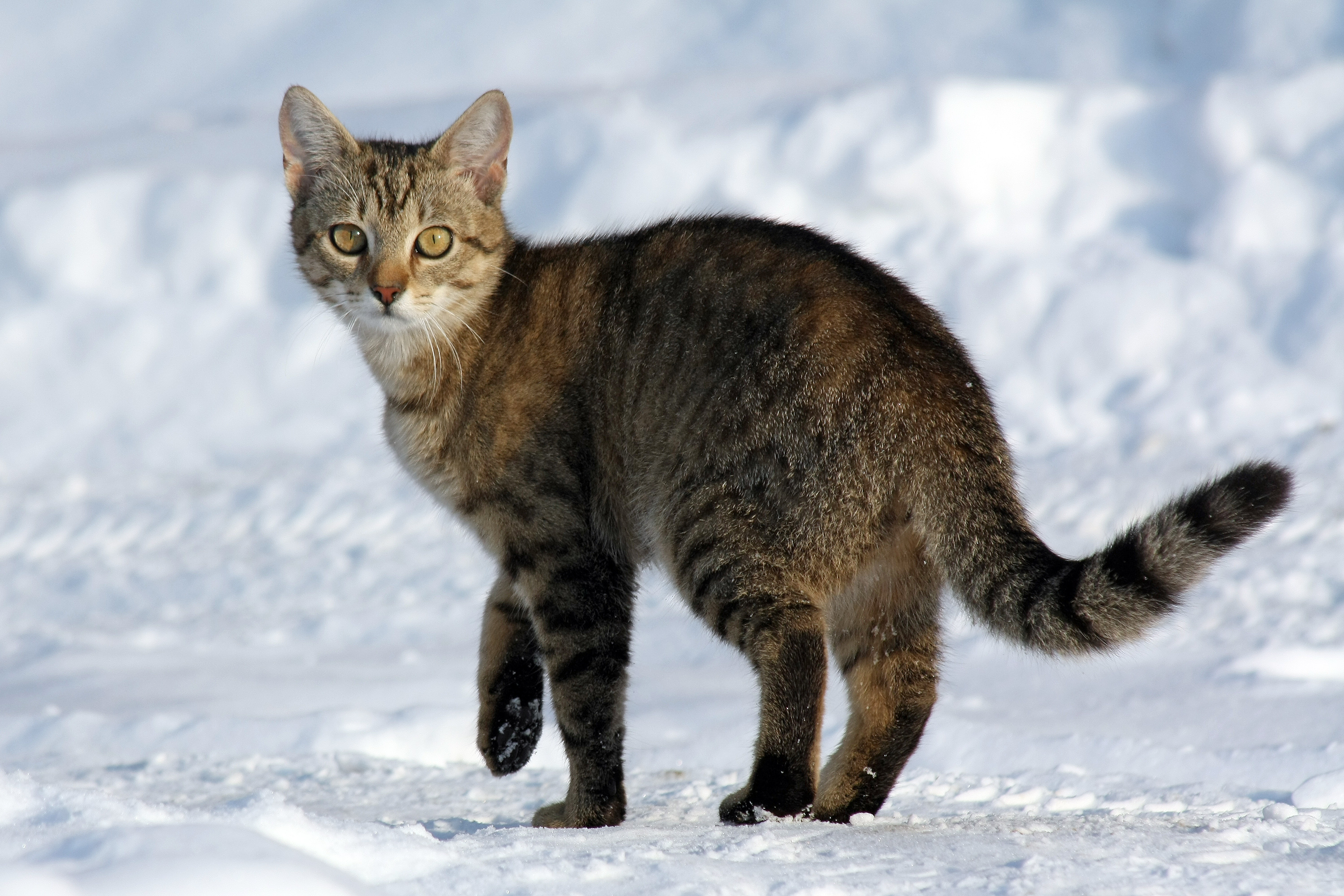 Tabby on snow