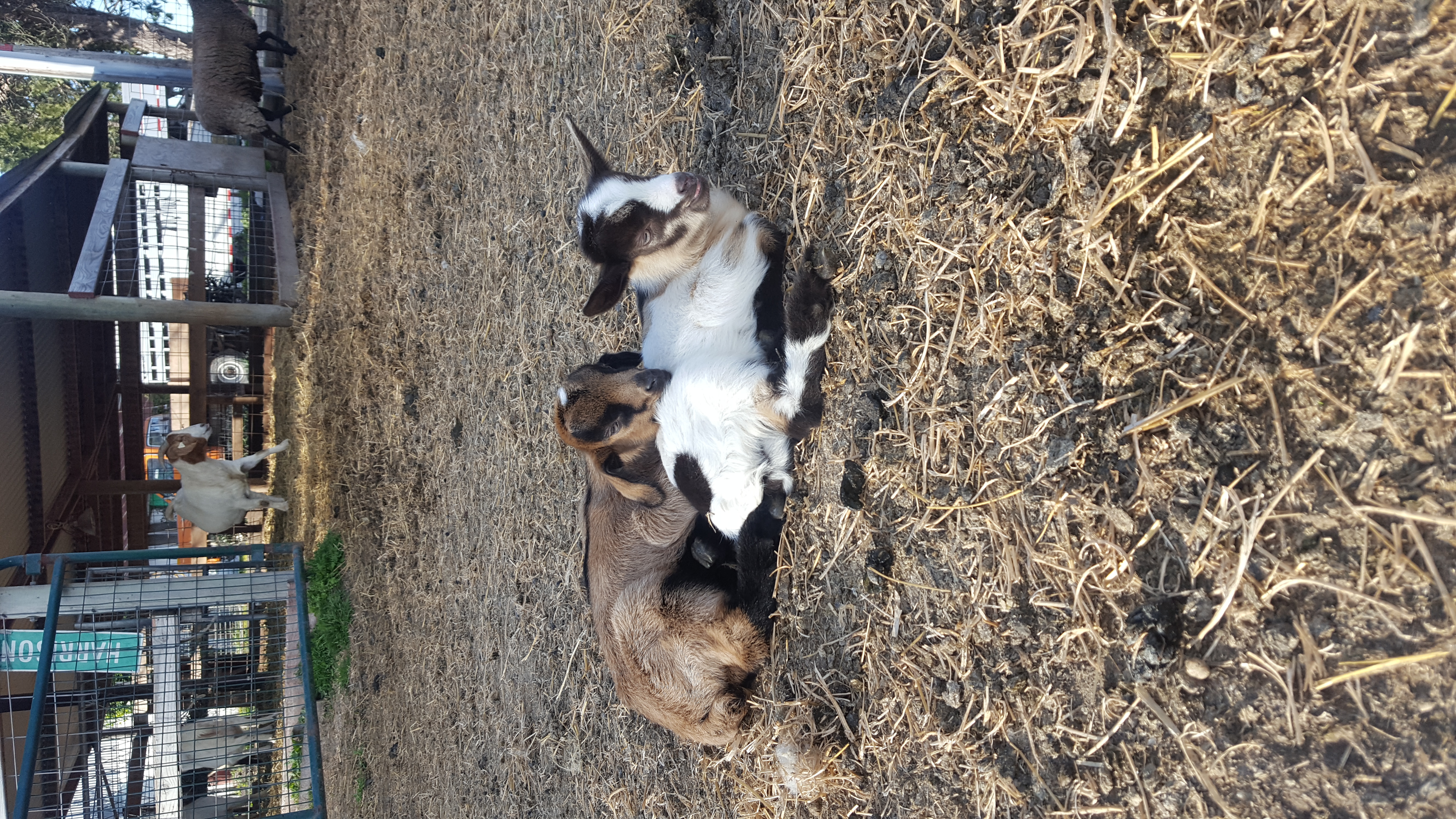 two baby goats lying down