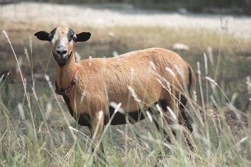 image of barbados sheep
