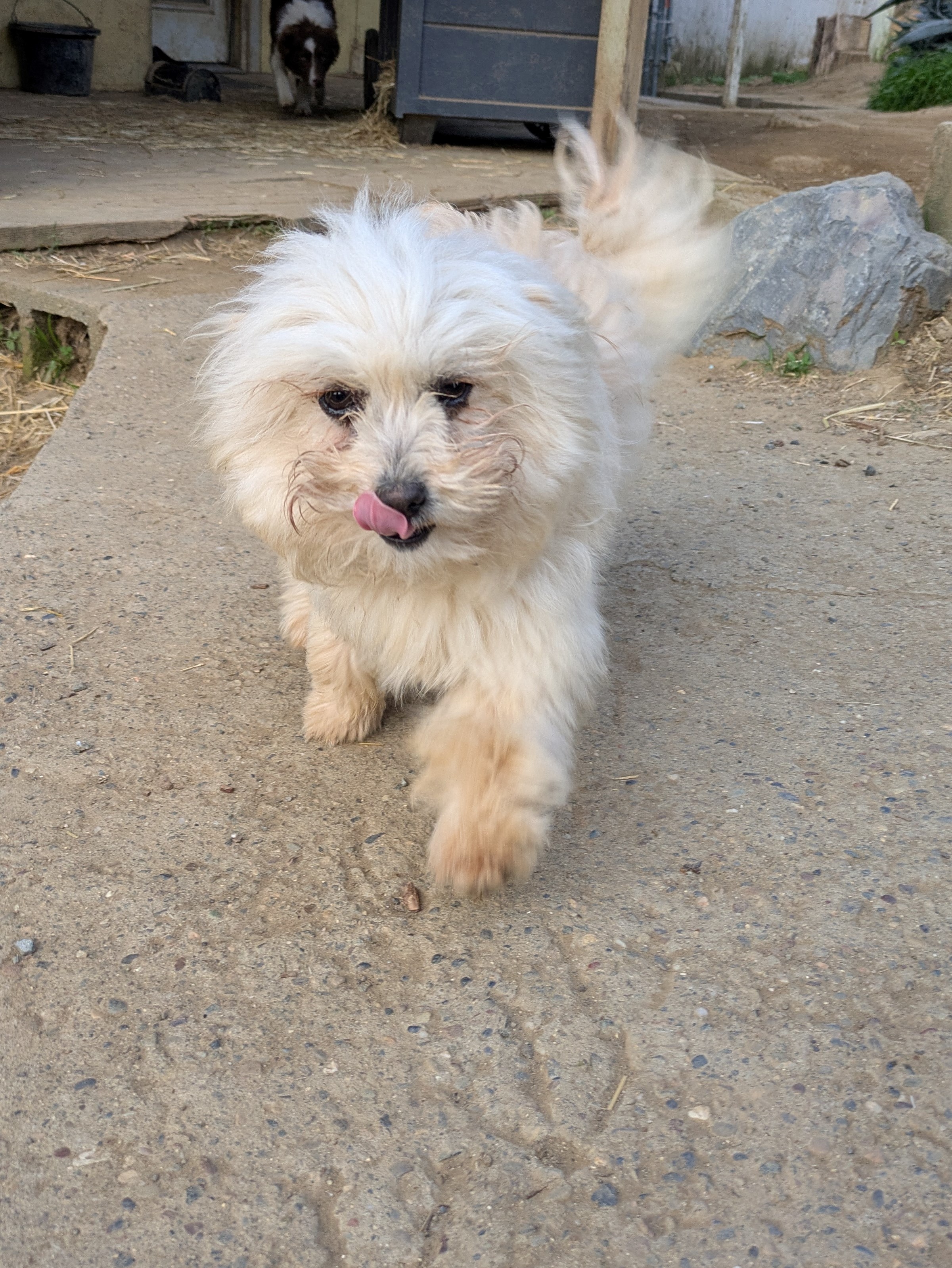 photo of dog named Chica