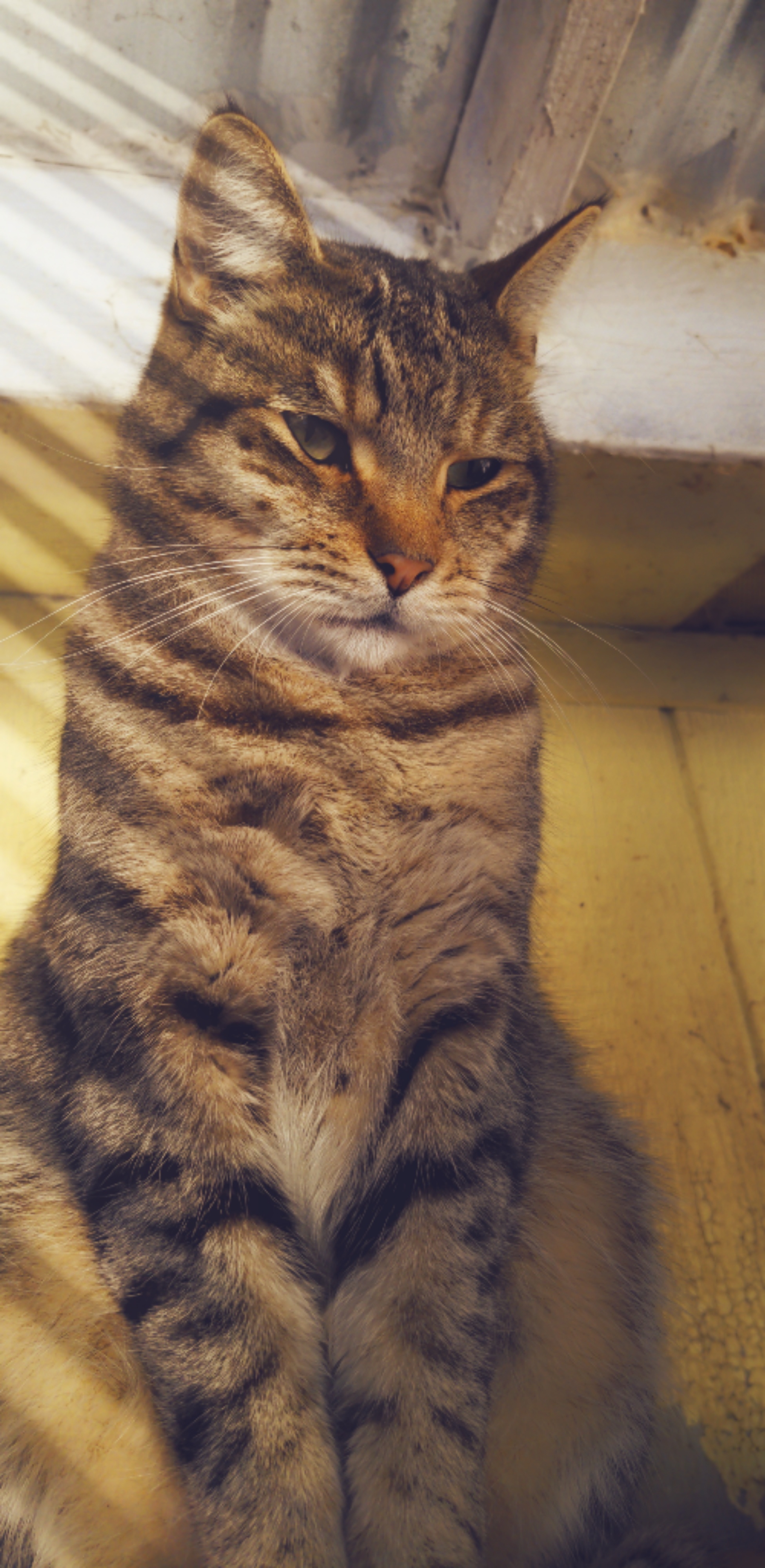 photo of cat named Esteban