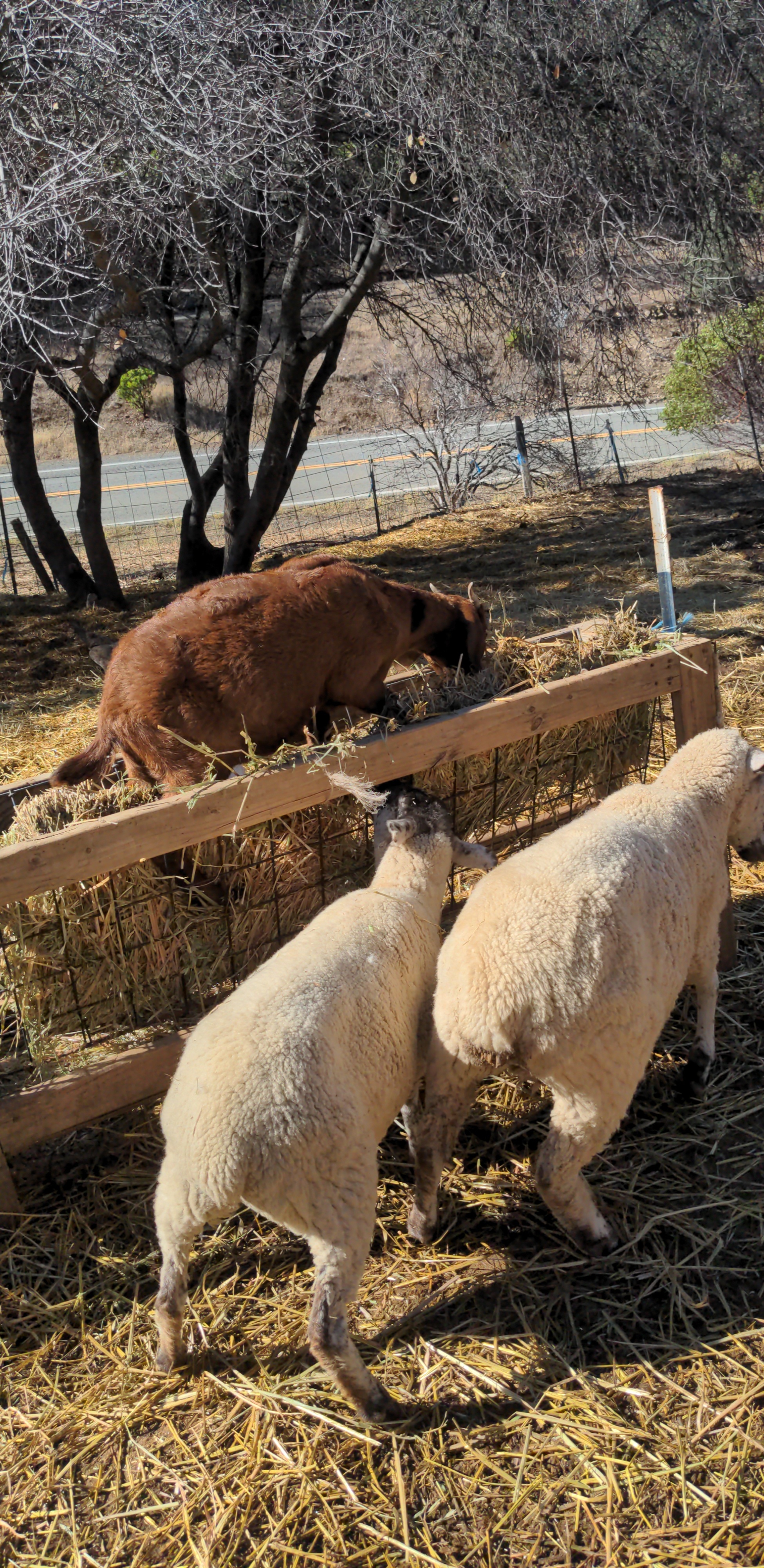photo of goat climbing on top of feeder