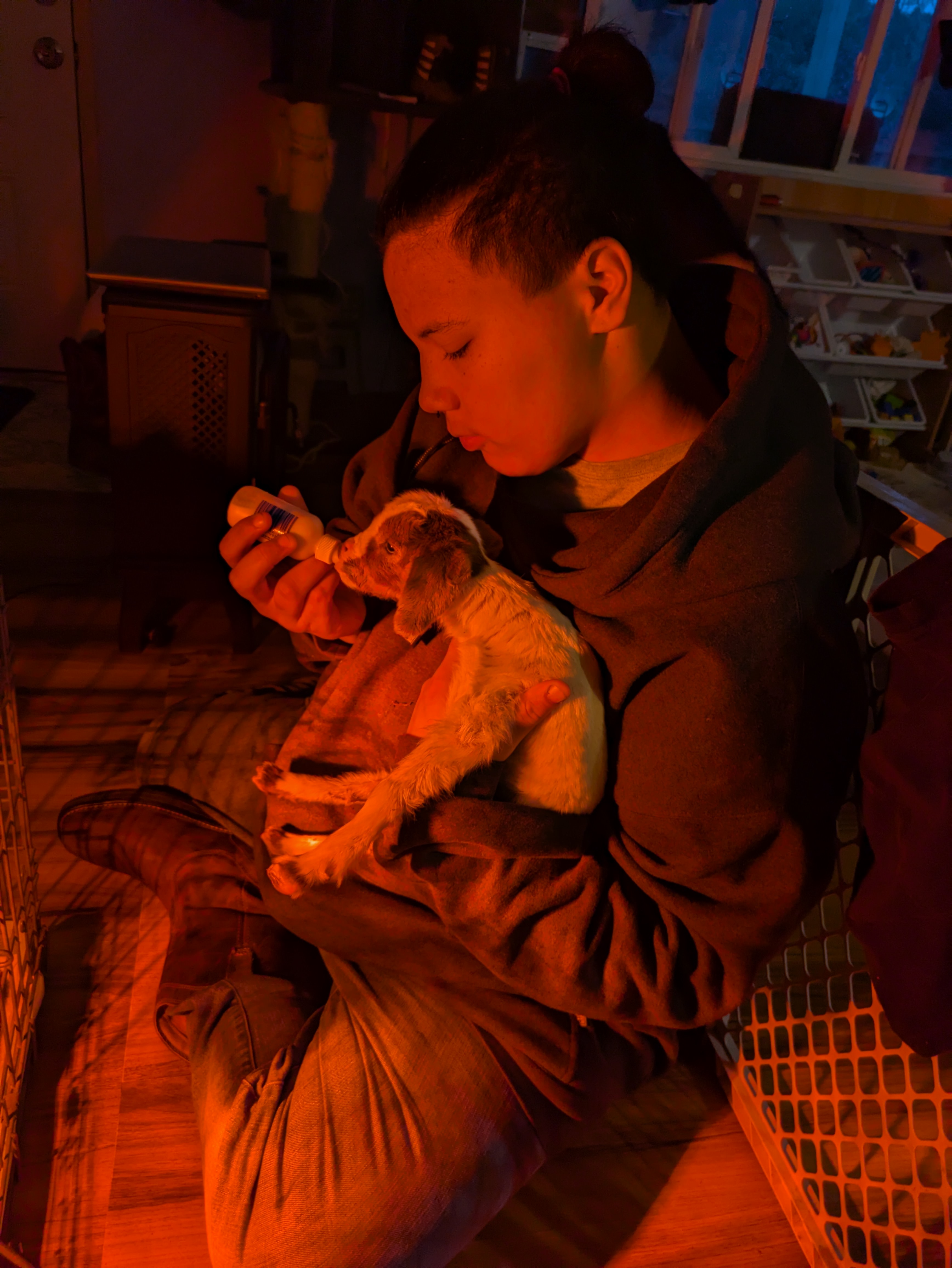 baby goat being bottlefed
