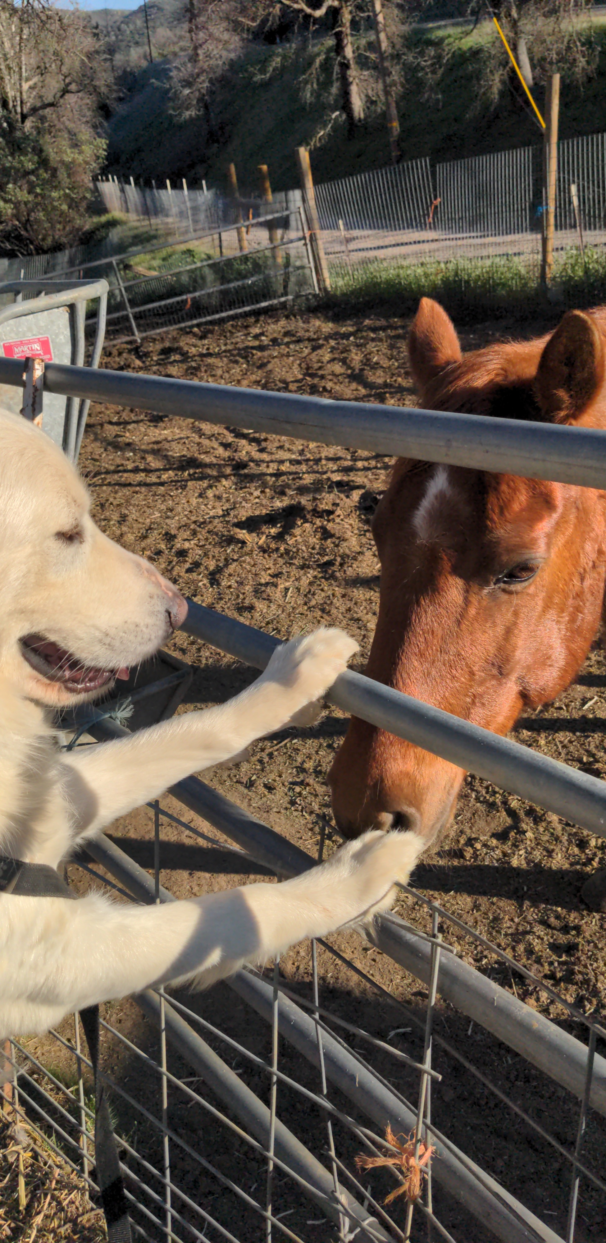 photo of dog Harold and horse Dually
