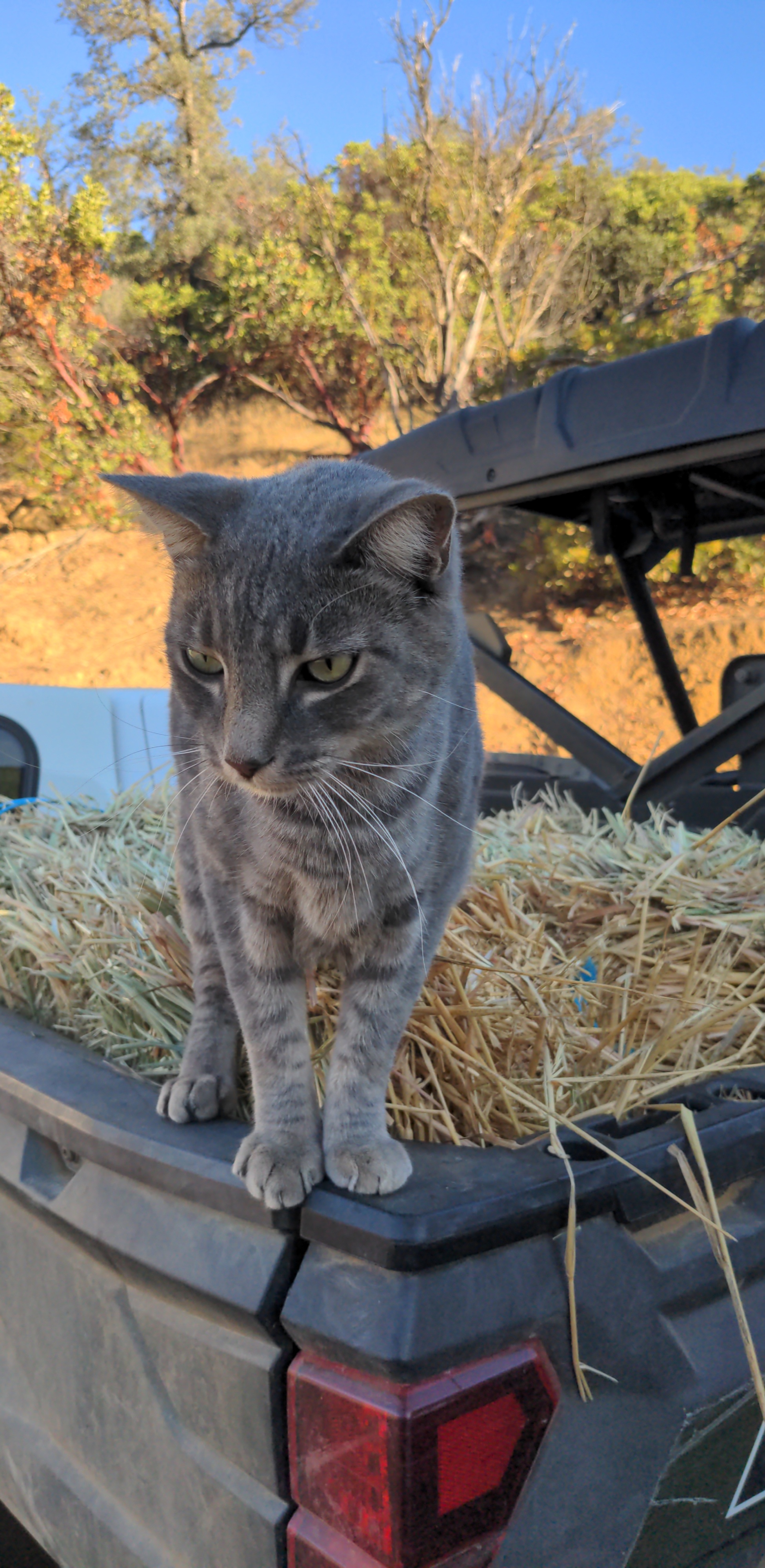 photo of cat named Henry
