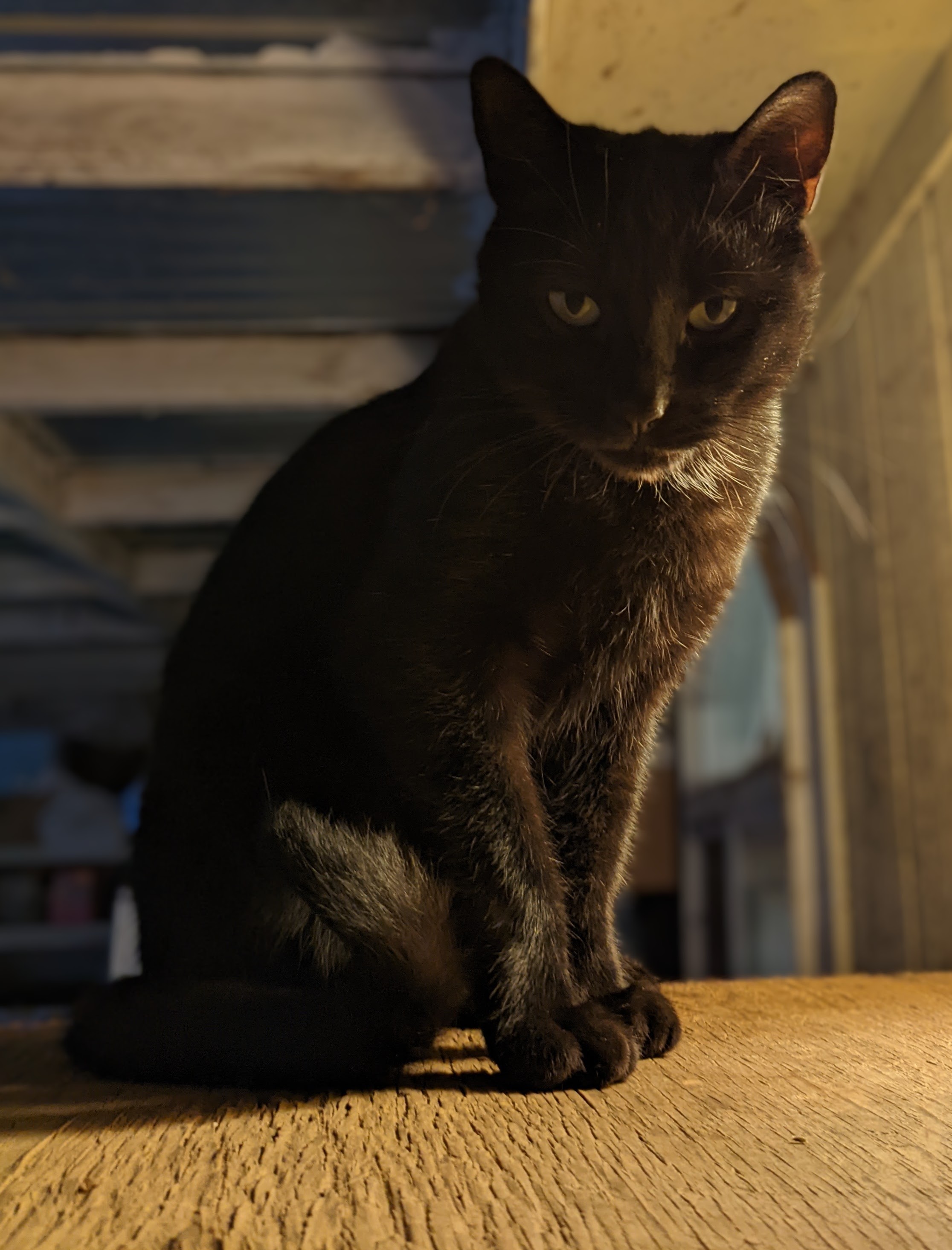 photo of cat named Houdini