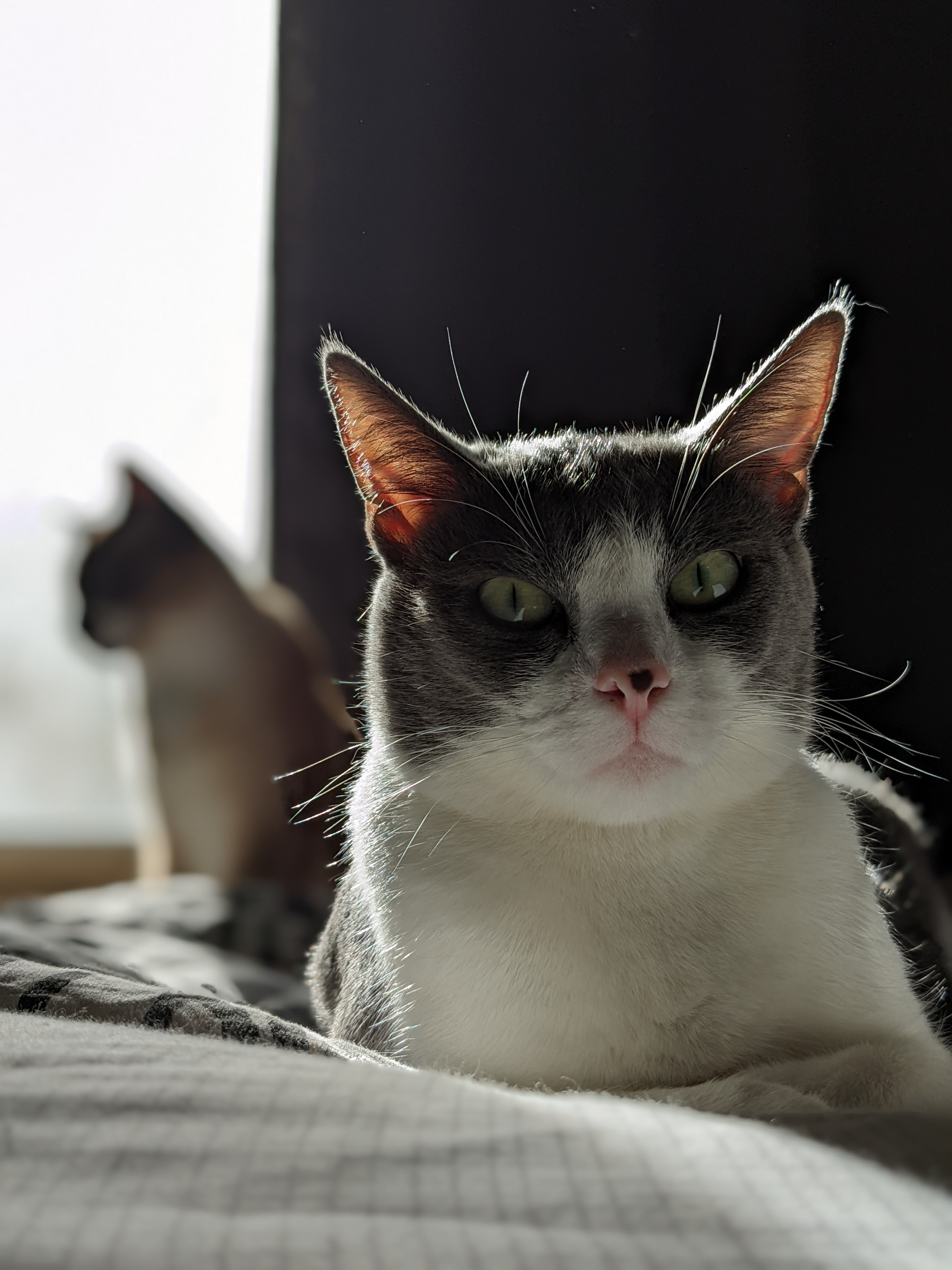 photo of cat named Juanita