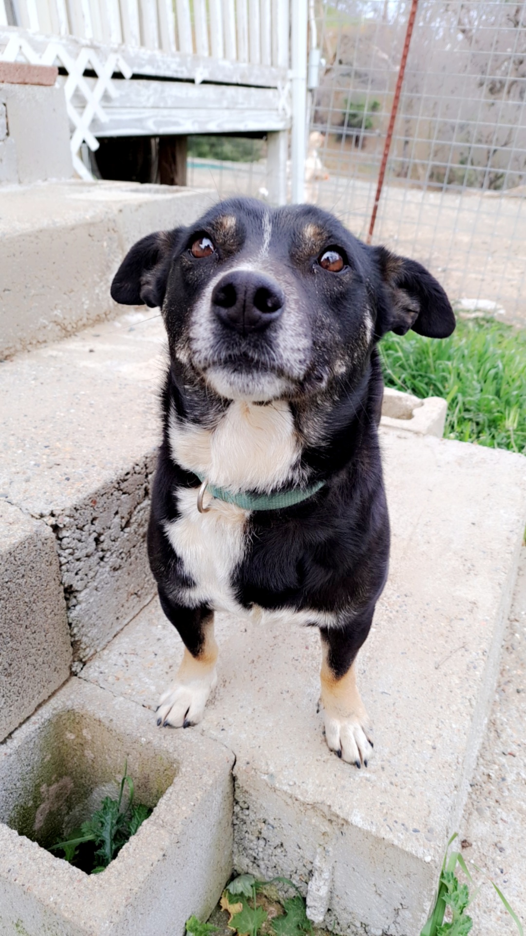 photo of dog named Kip