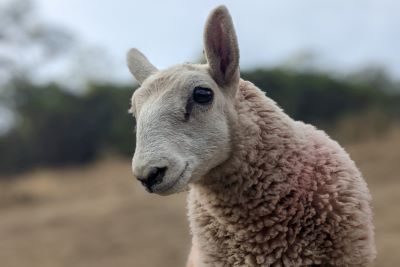 a sheep named Lucille