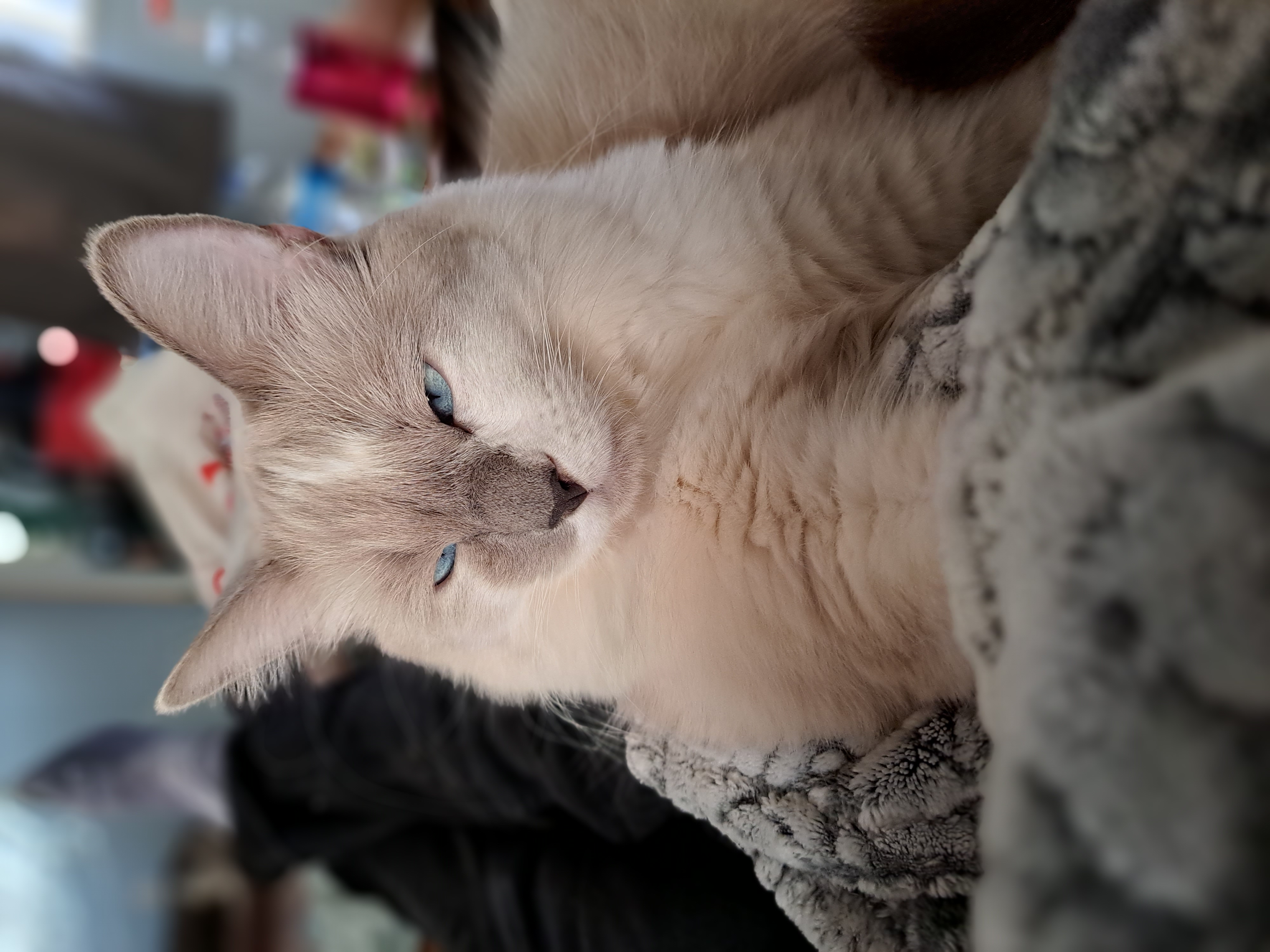 photo of cat named PJ