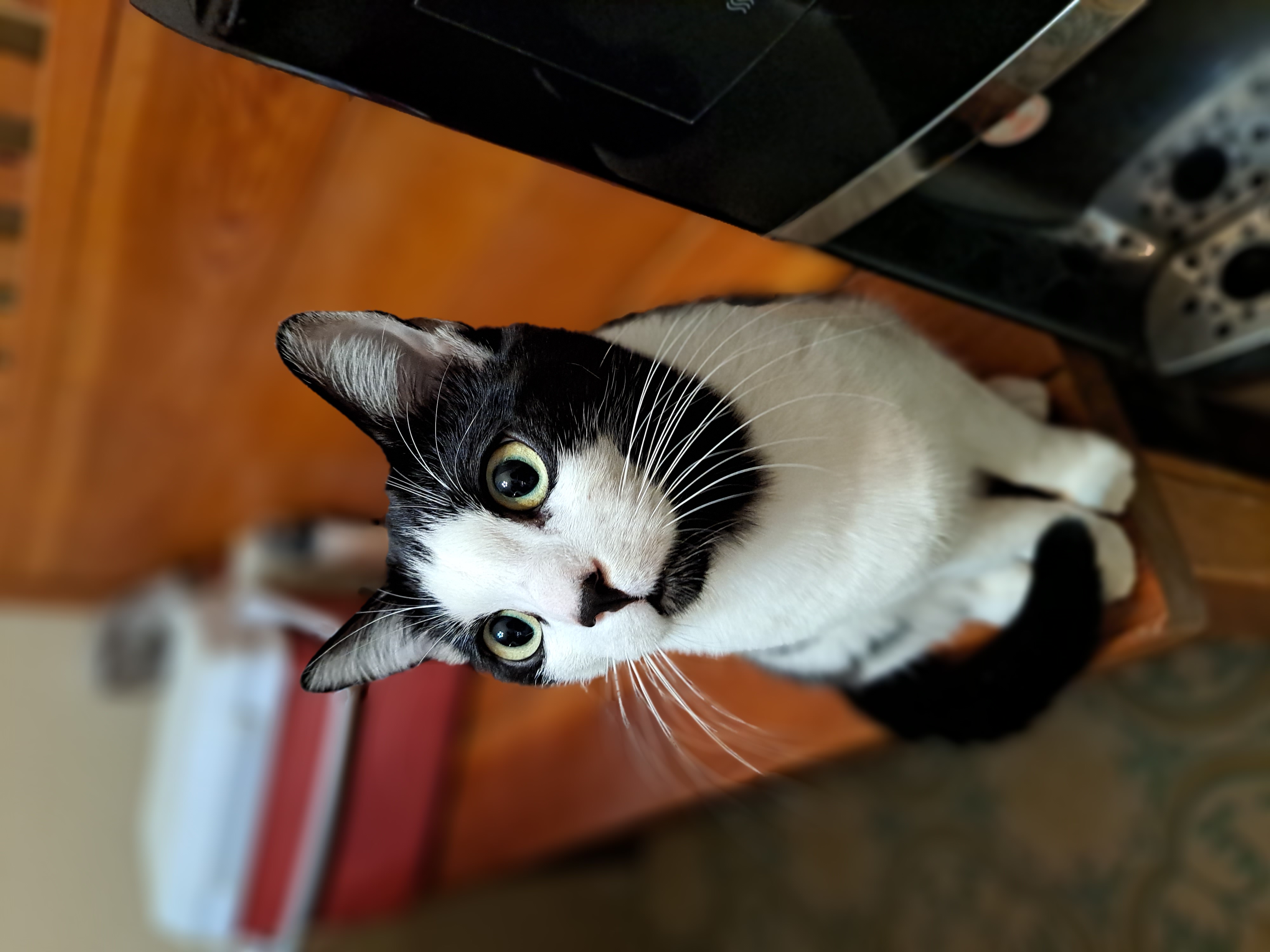 photo of cat named Tiny