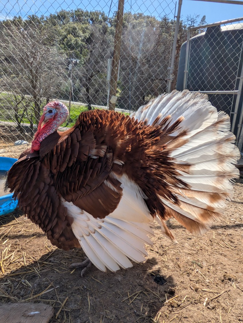 photo of a male turkey