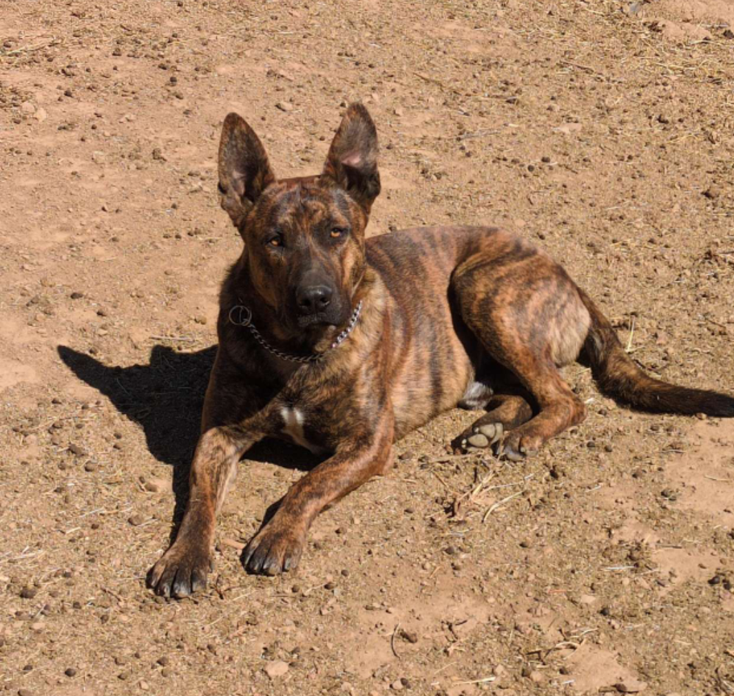 photo of dog name willy