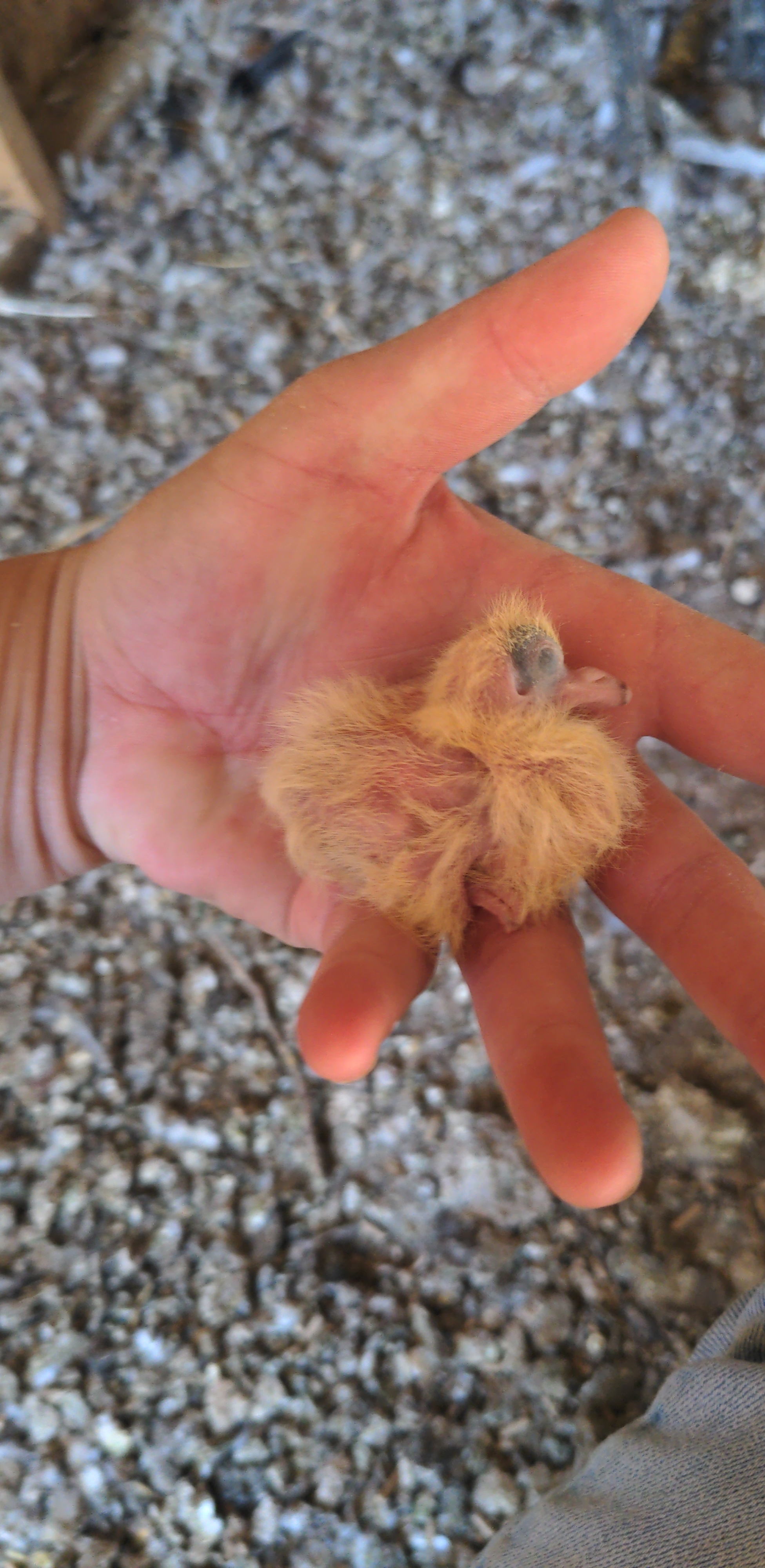 a baby pigeon