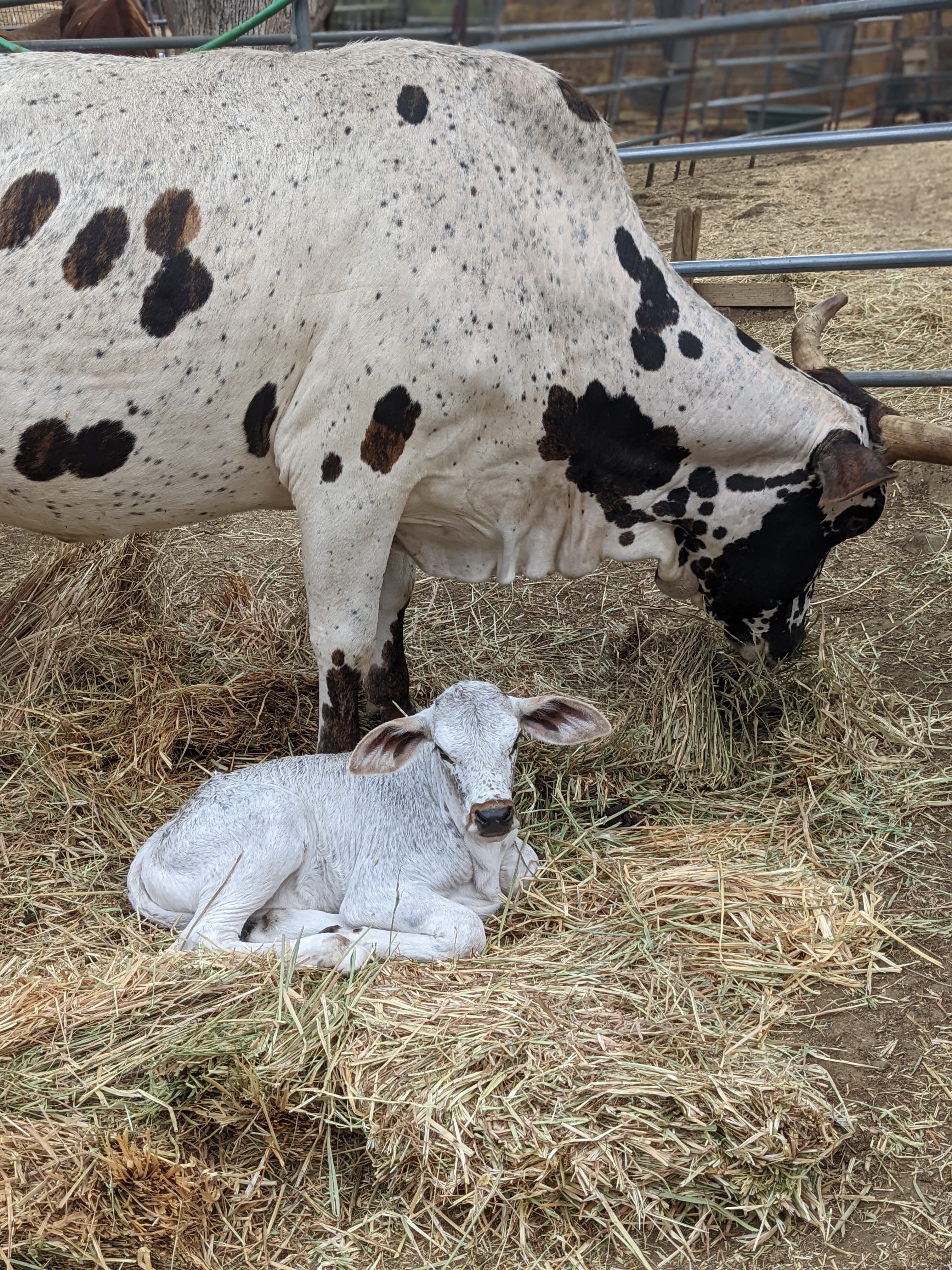 cow named Barbara and her baby calf
