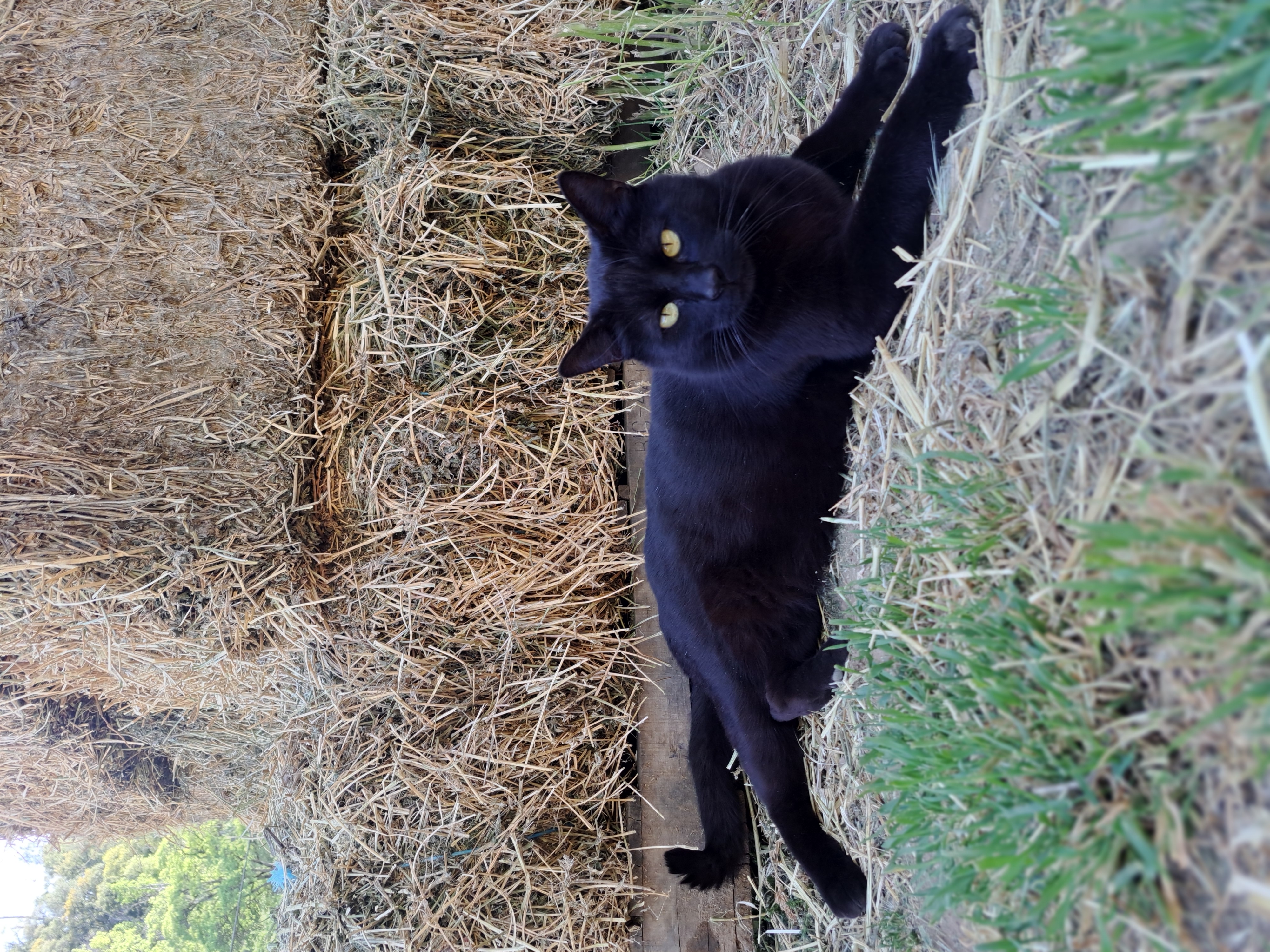 photo of cat named Blackjack