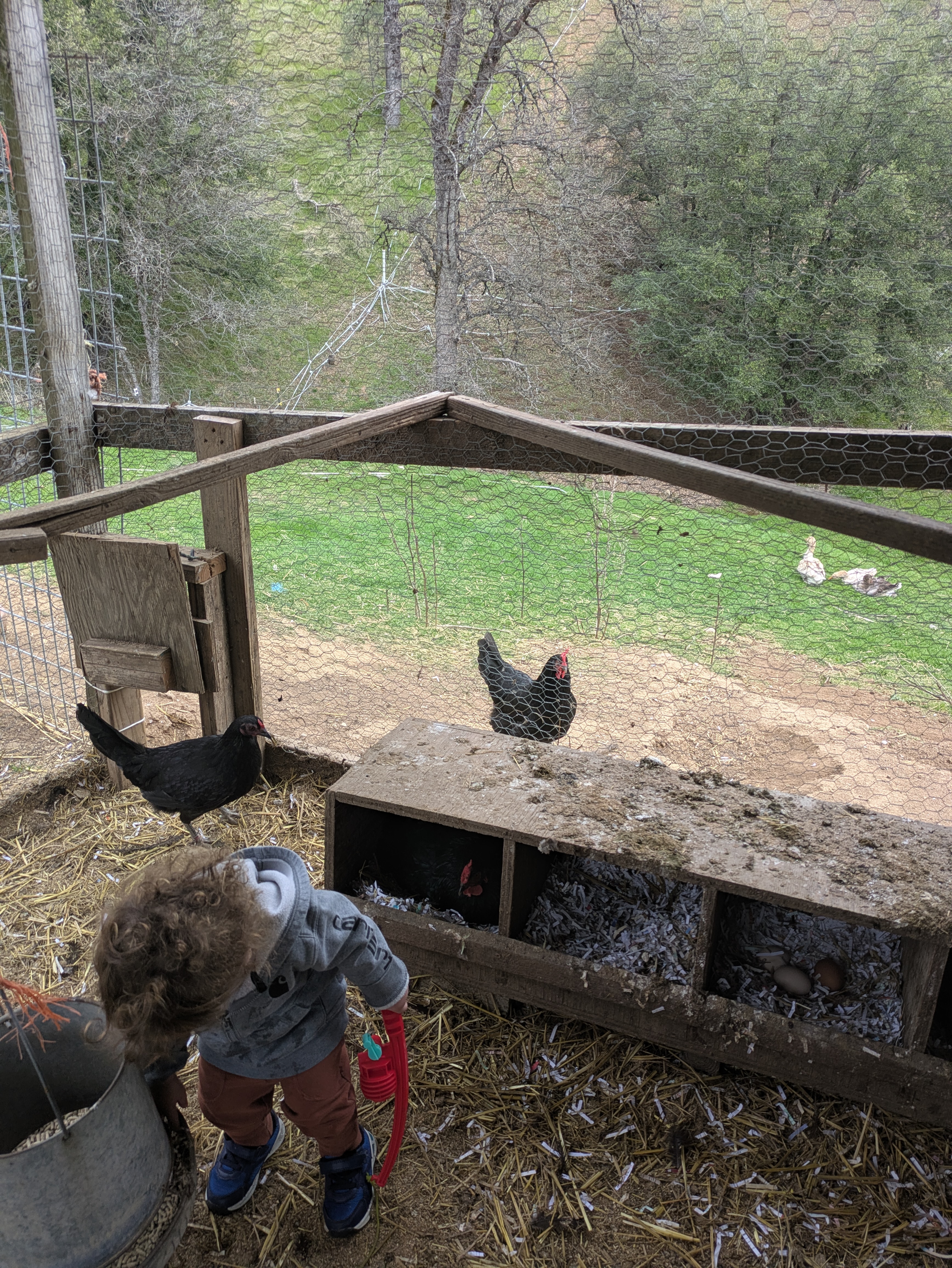 image of a chicken coop
