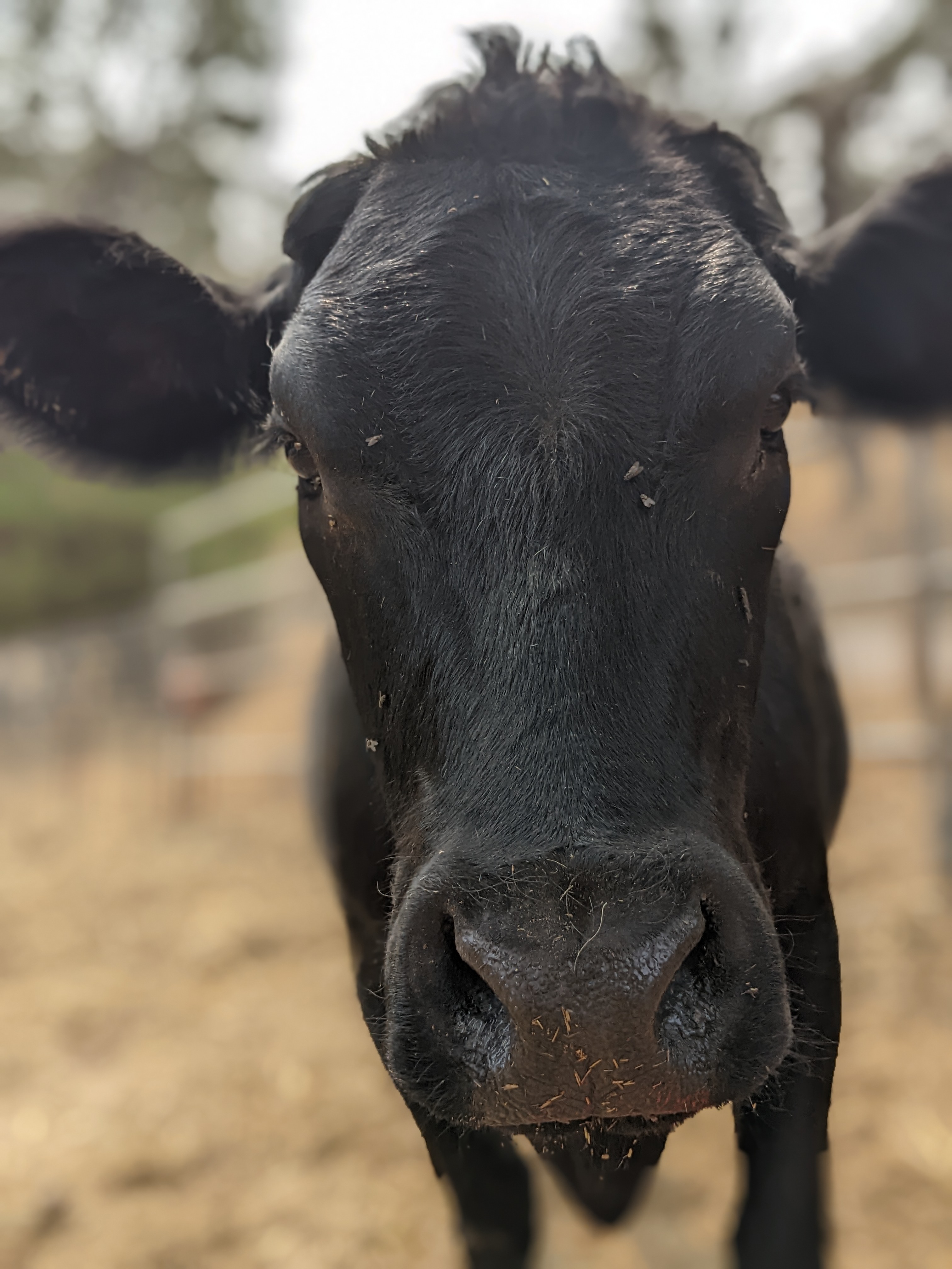 close up photo of a cow's face