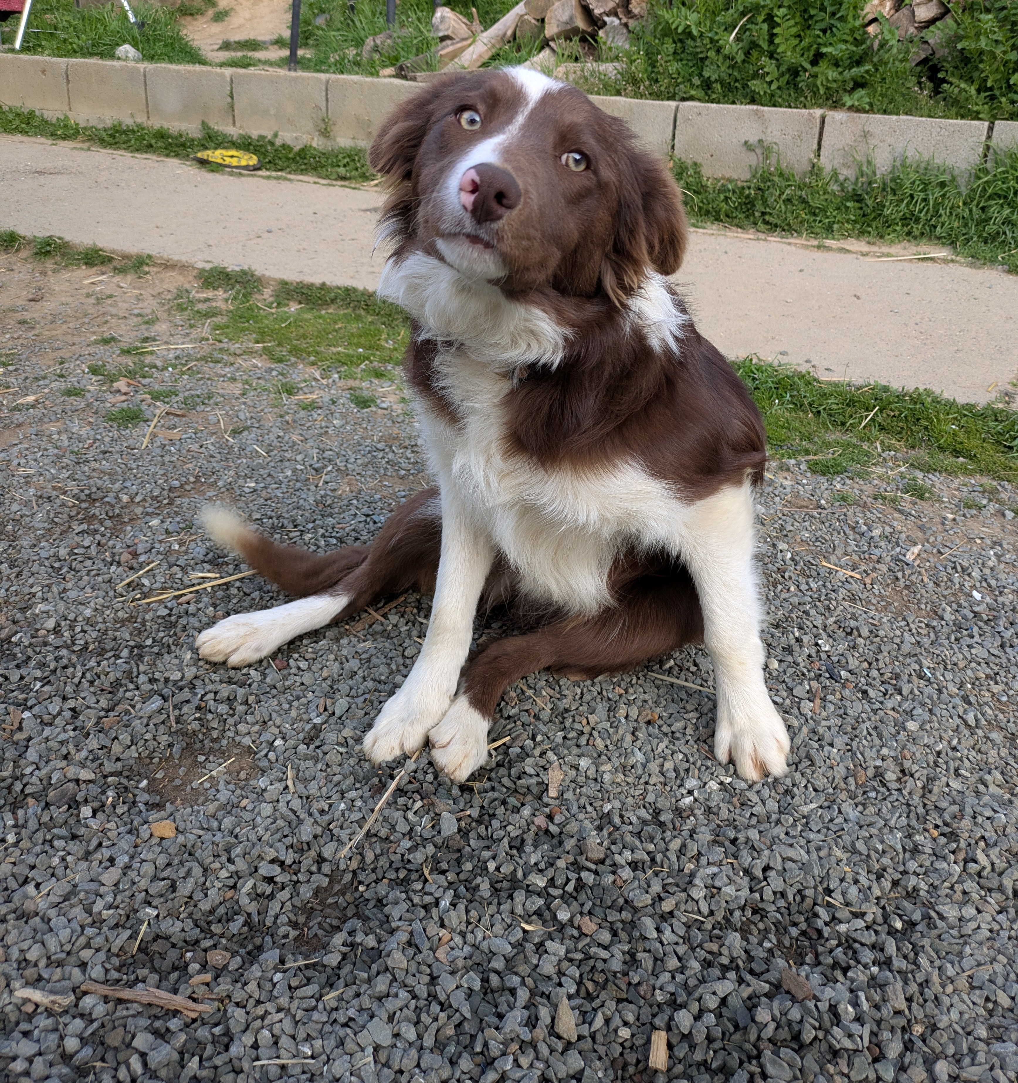 photo of dog named Delta