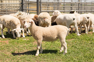 photo of Dorper sheep