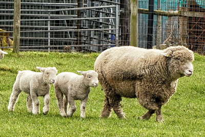photo of Dorset sheep