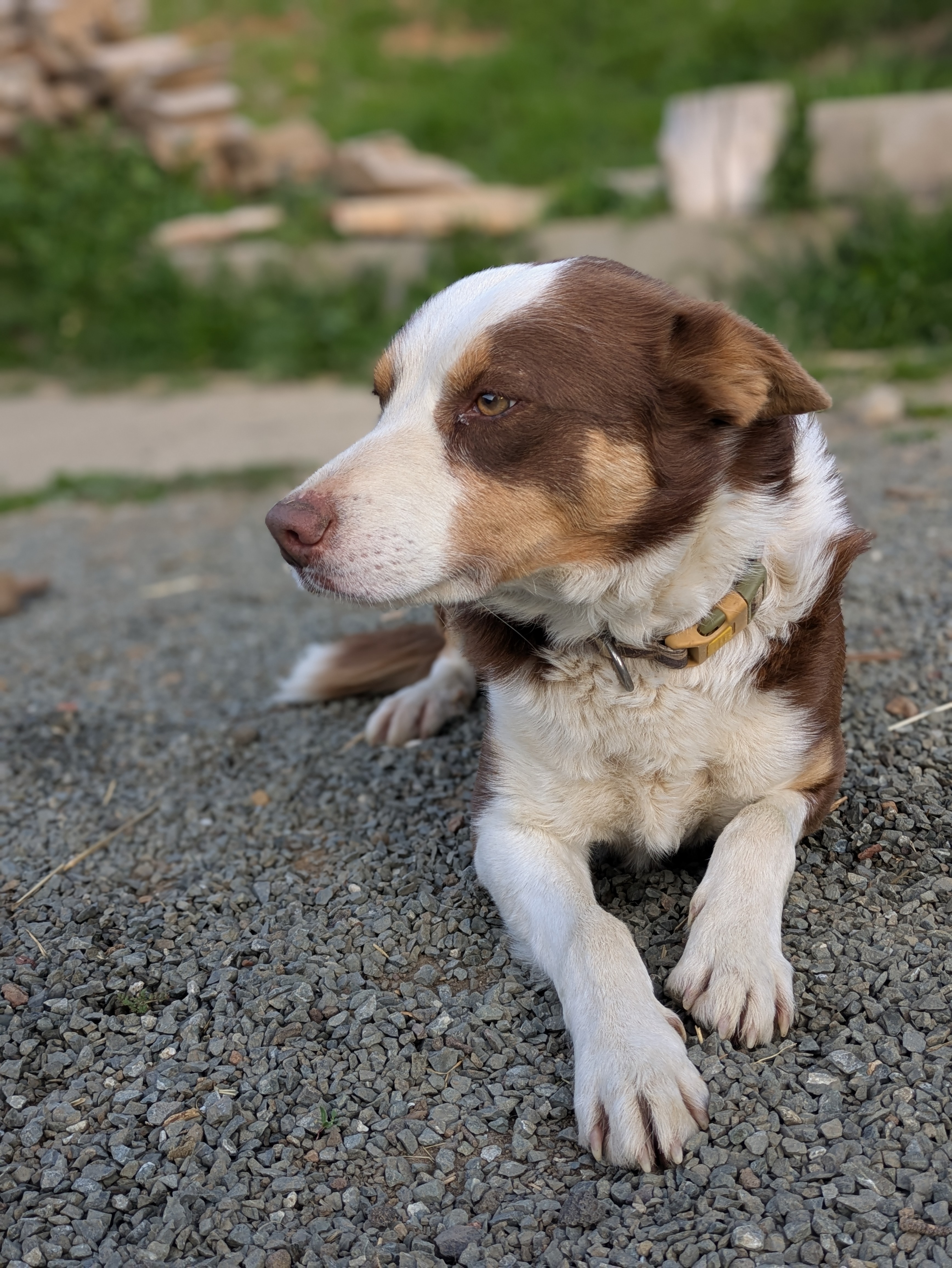 photo of dog named Dudley