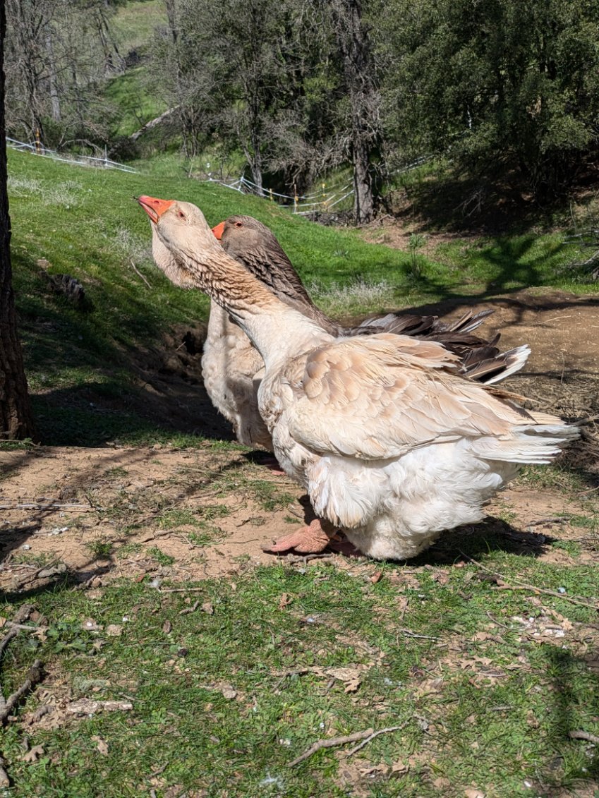 A photo of geese in the pasture